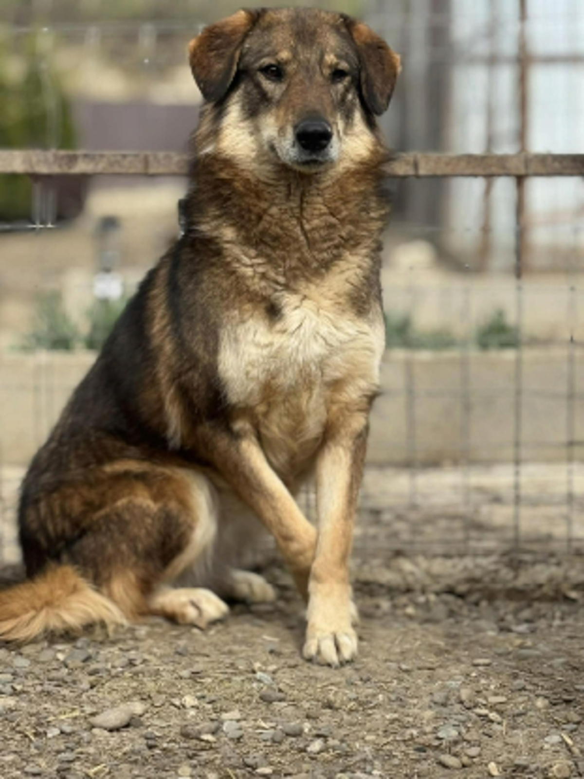 Adoption Tara