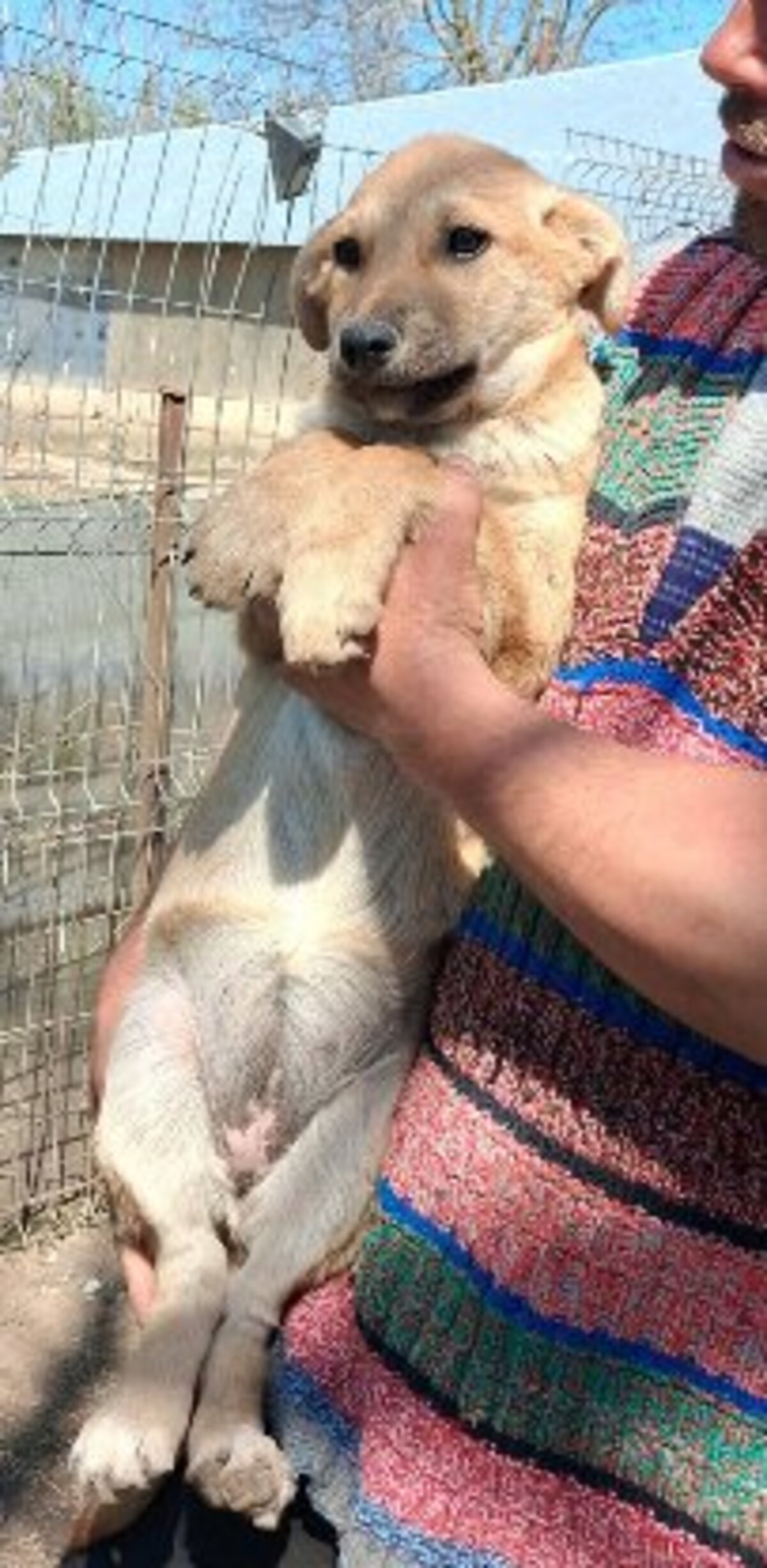 Adoption Taria