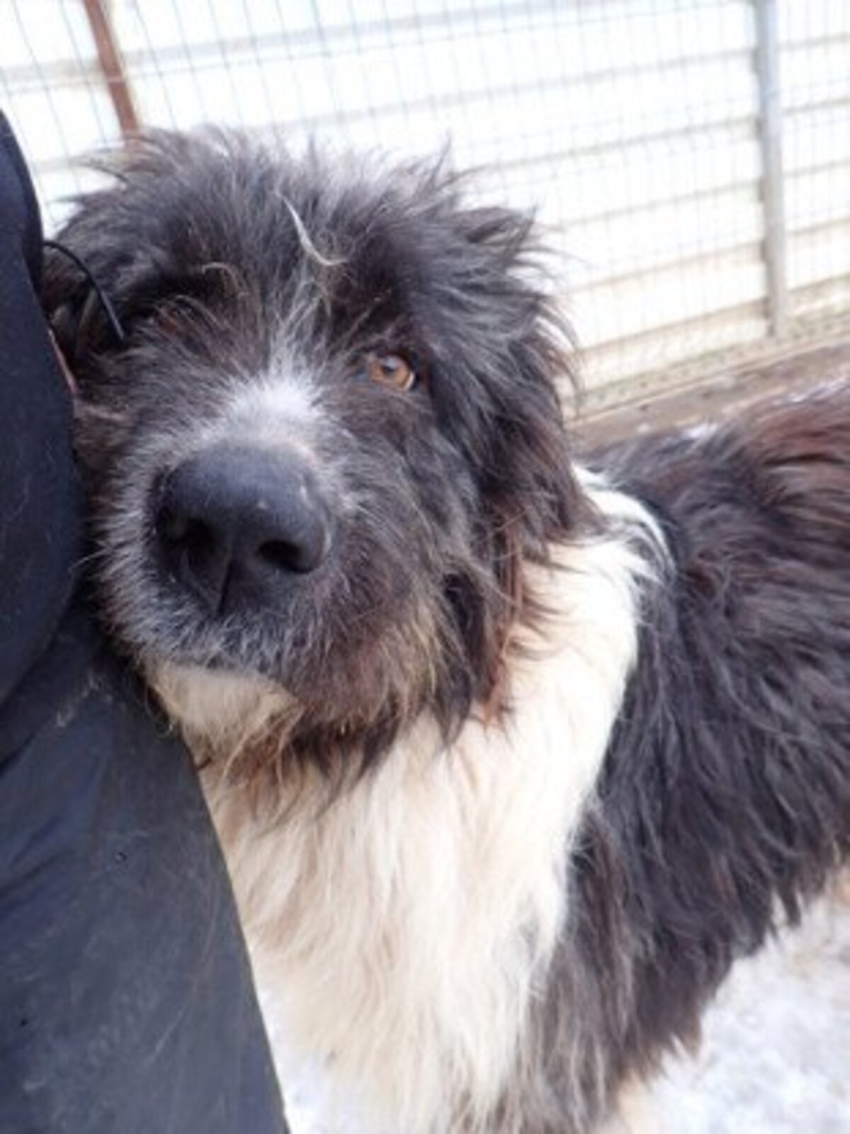 Adoption Tauriel