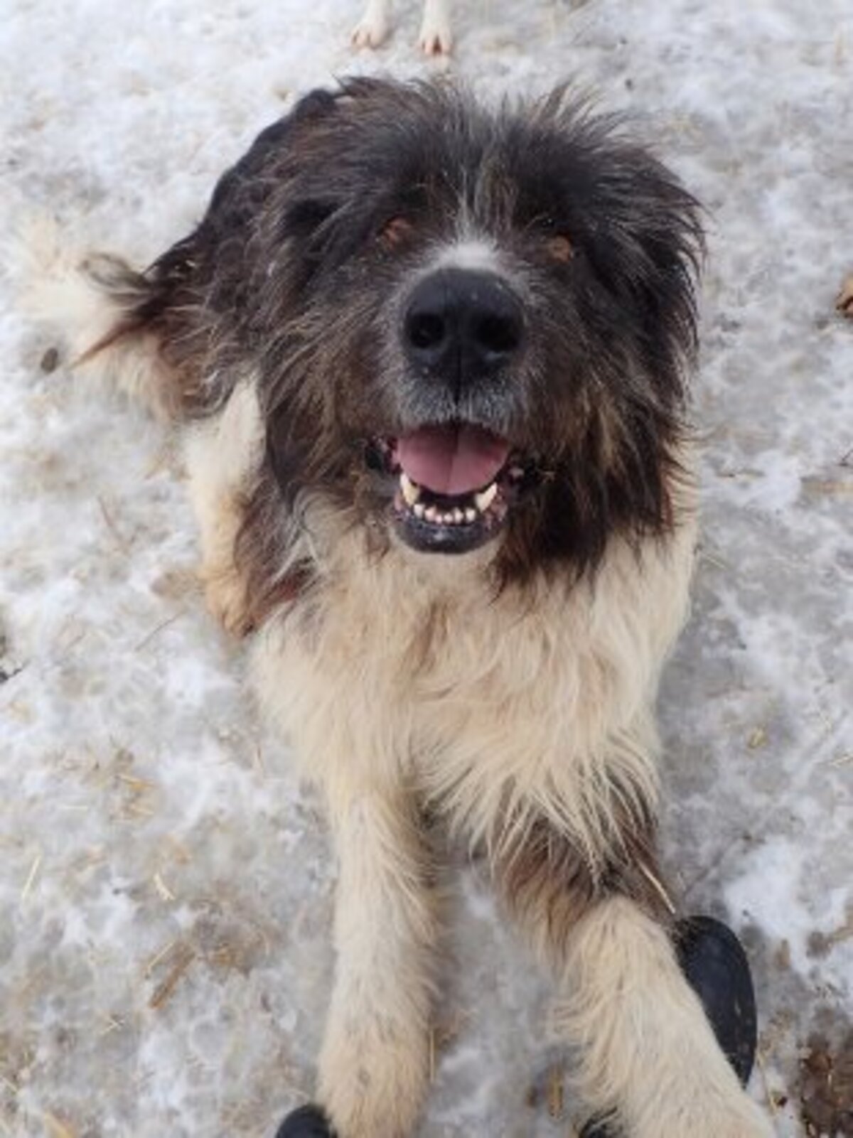 Adoption Tauriel