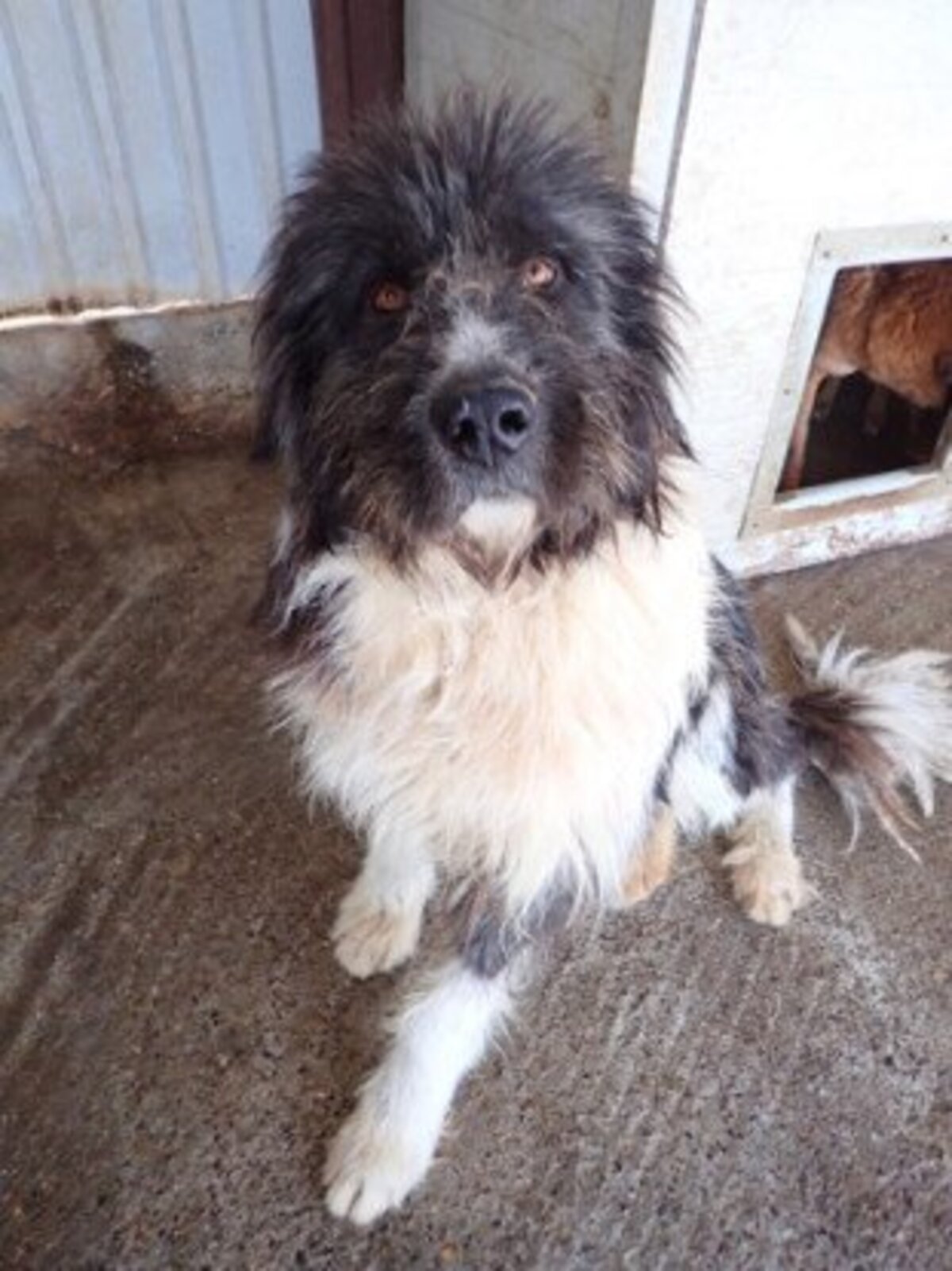 Adoption Tauriel