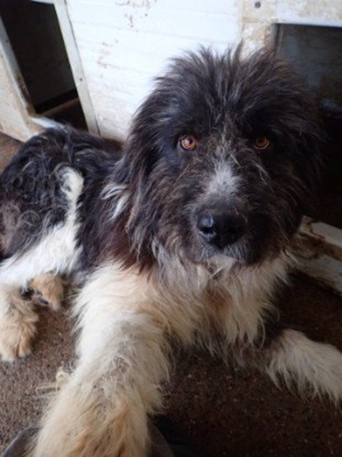 Adoption Tauriel
