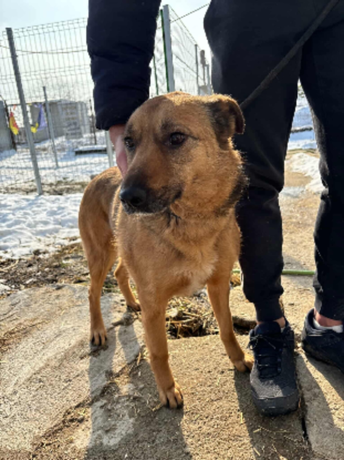 Adoption Taya
