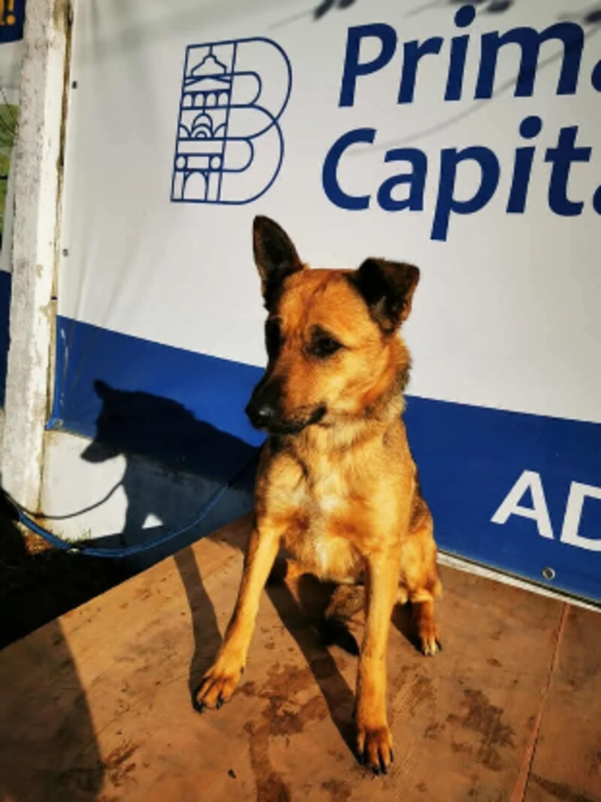 Adoption Taya