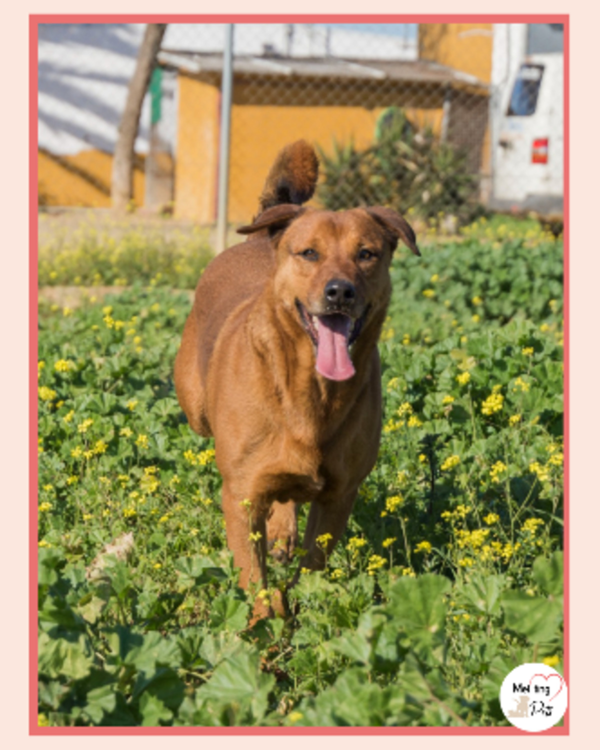 Adoption Tayson