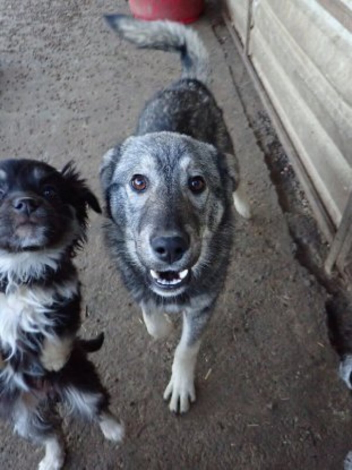 Adoption Teeny