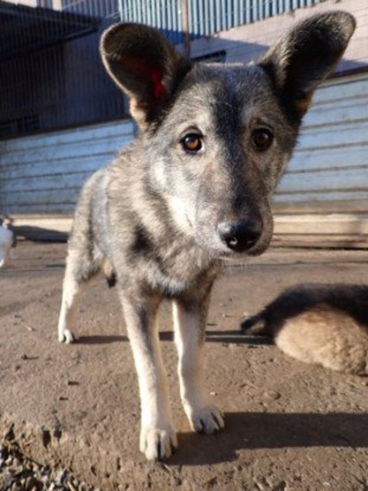 Adoption Teeny