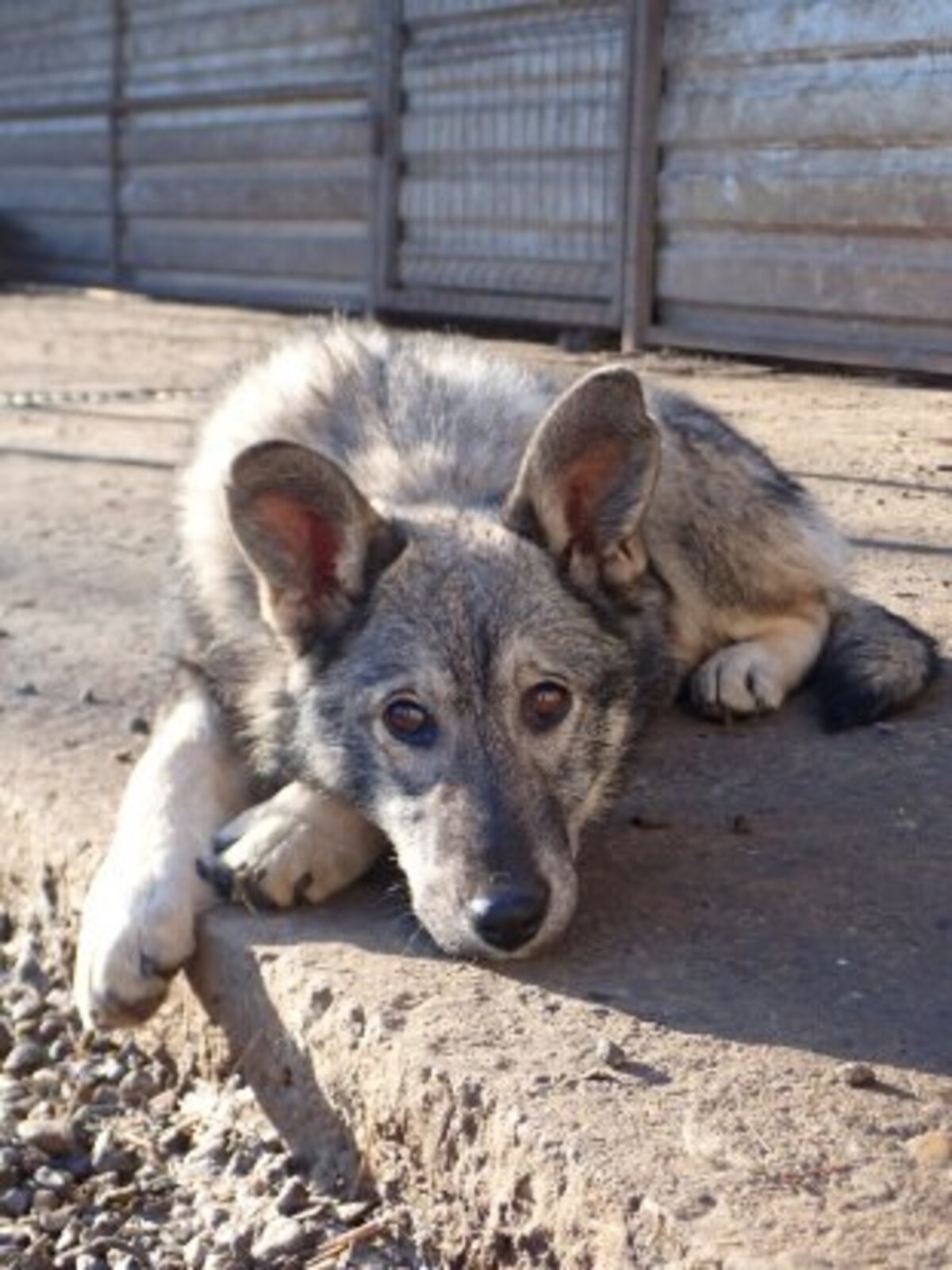 Adoption Teeny