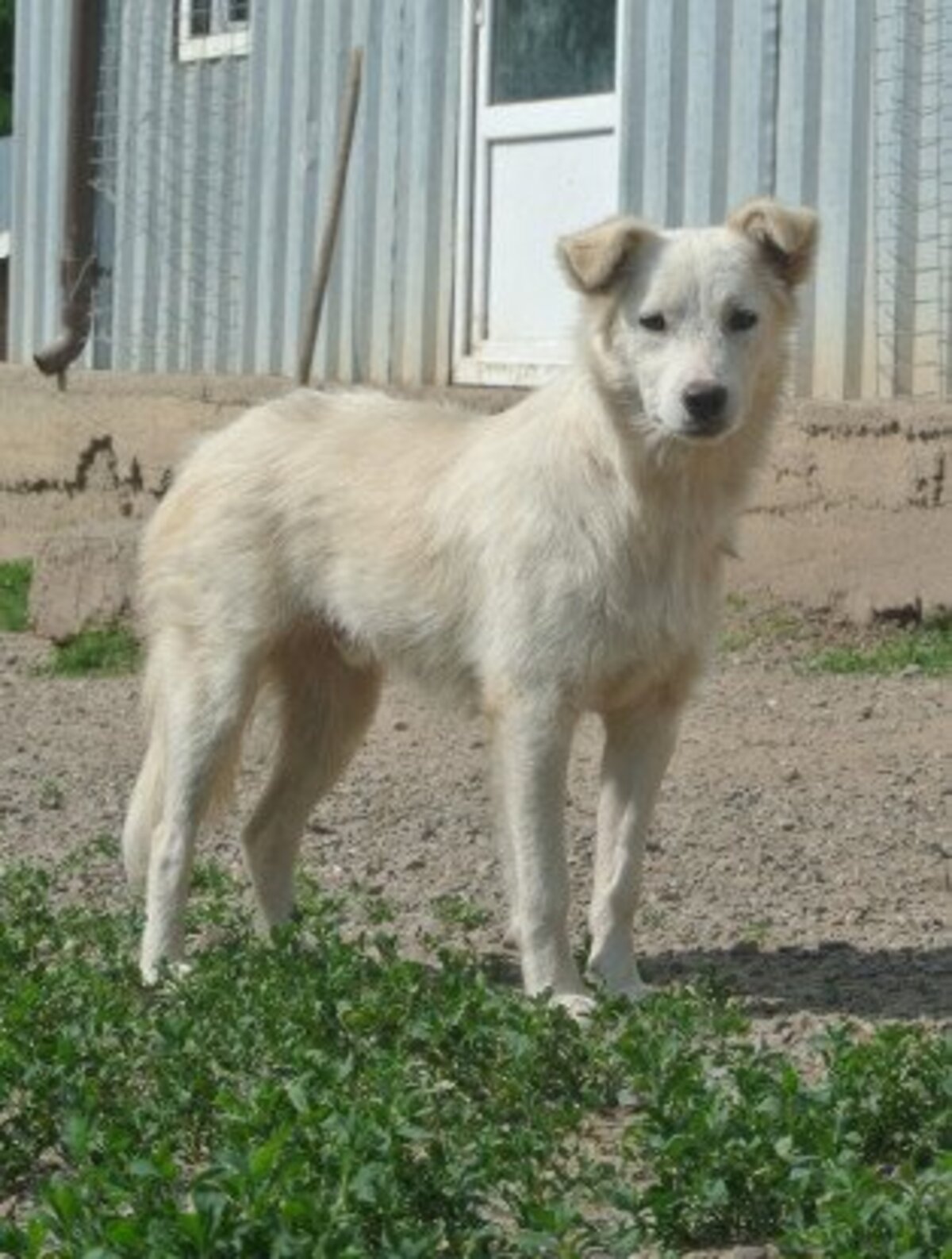 Adoption Tekil
