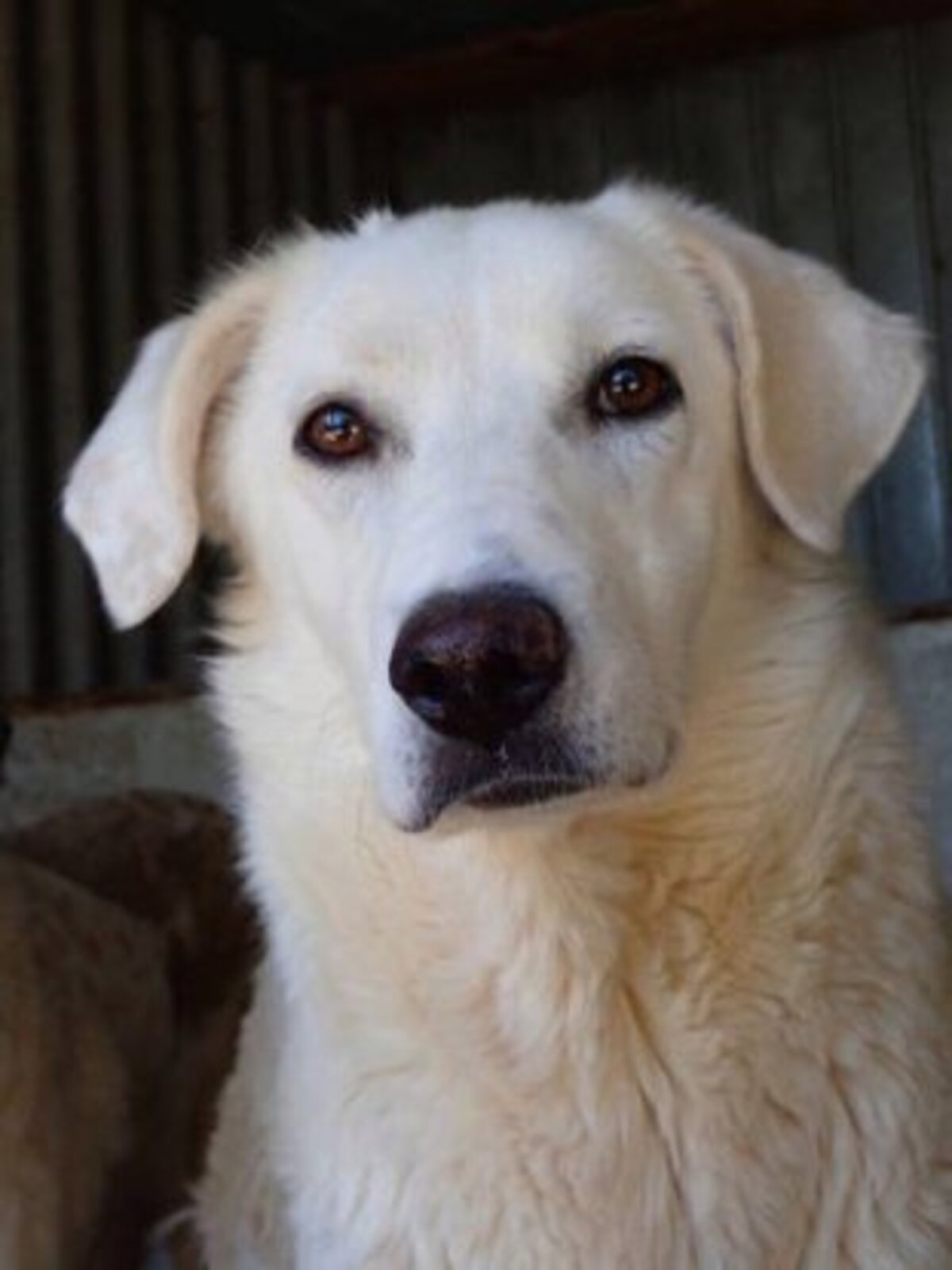 Adoption Telemaque