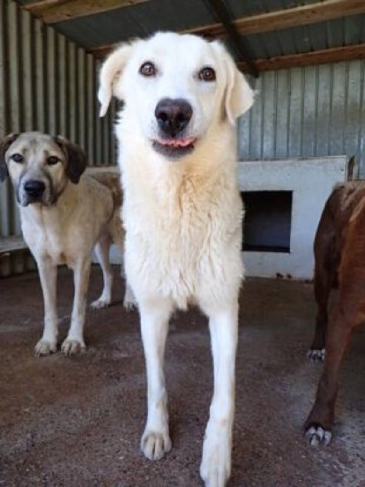 Adoption Telemaque