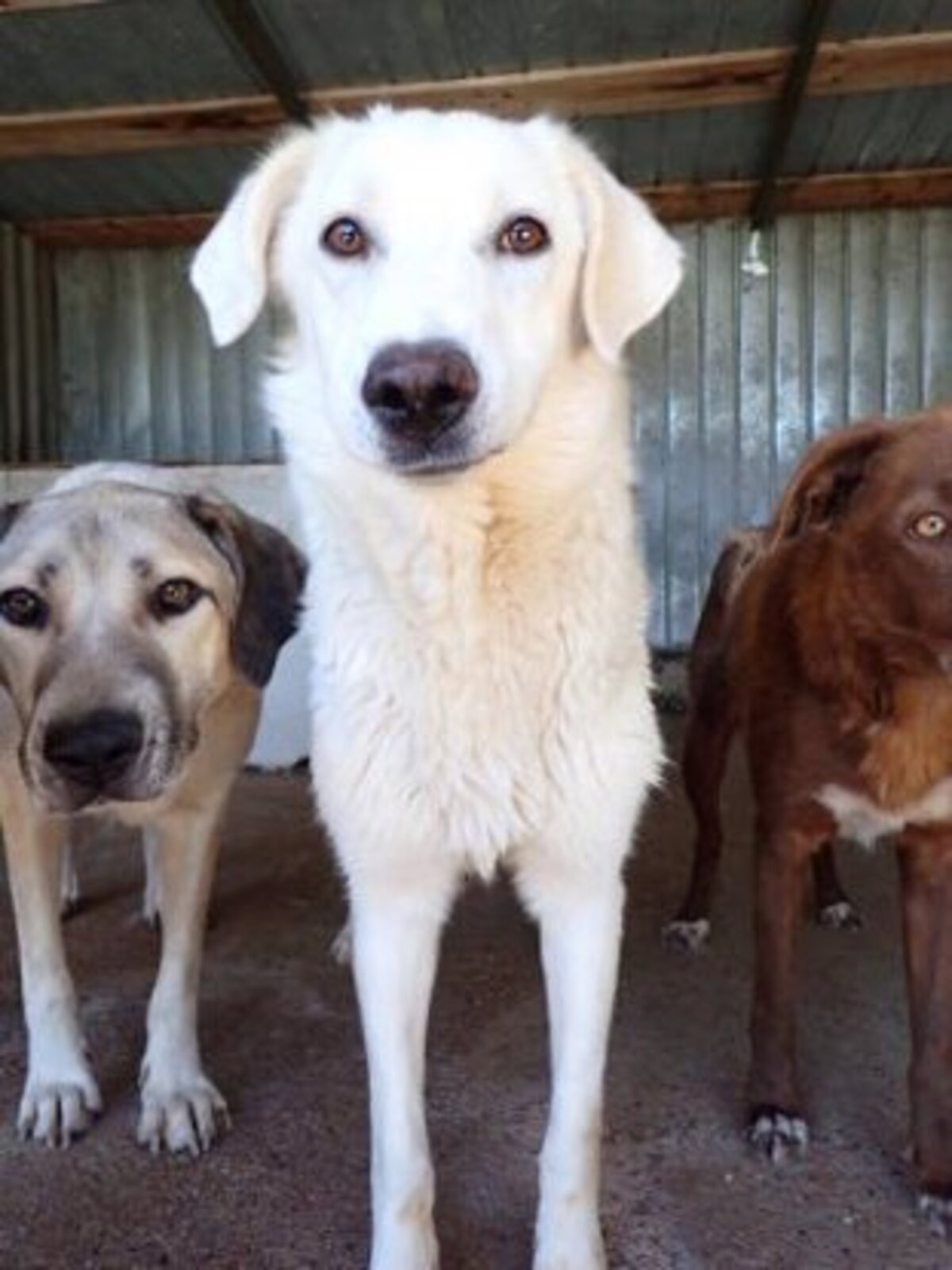 Adoption Telemaque