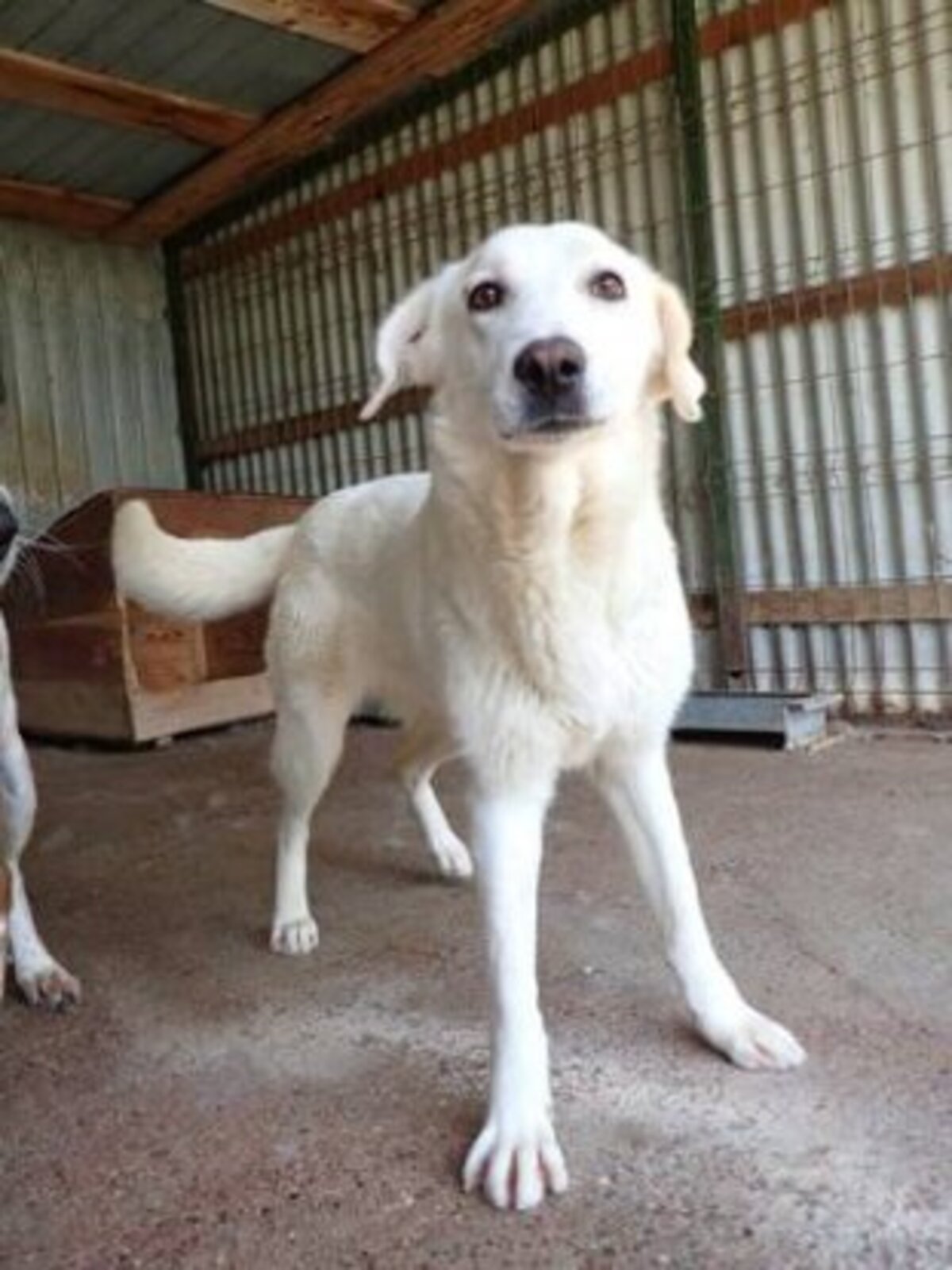 Adoption Telemaque