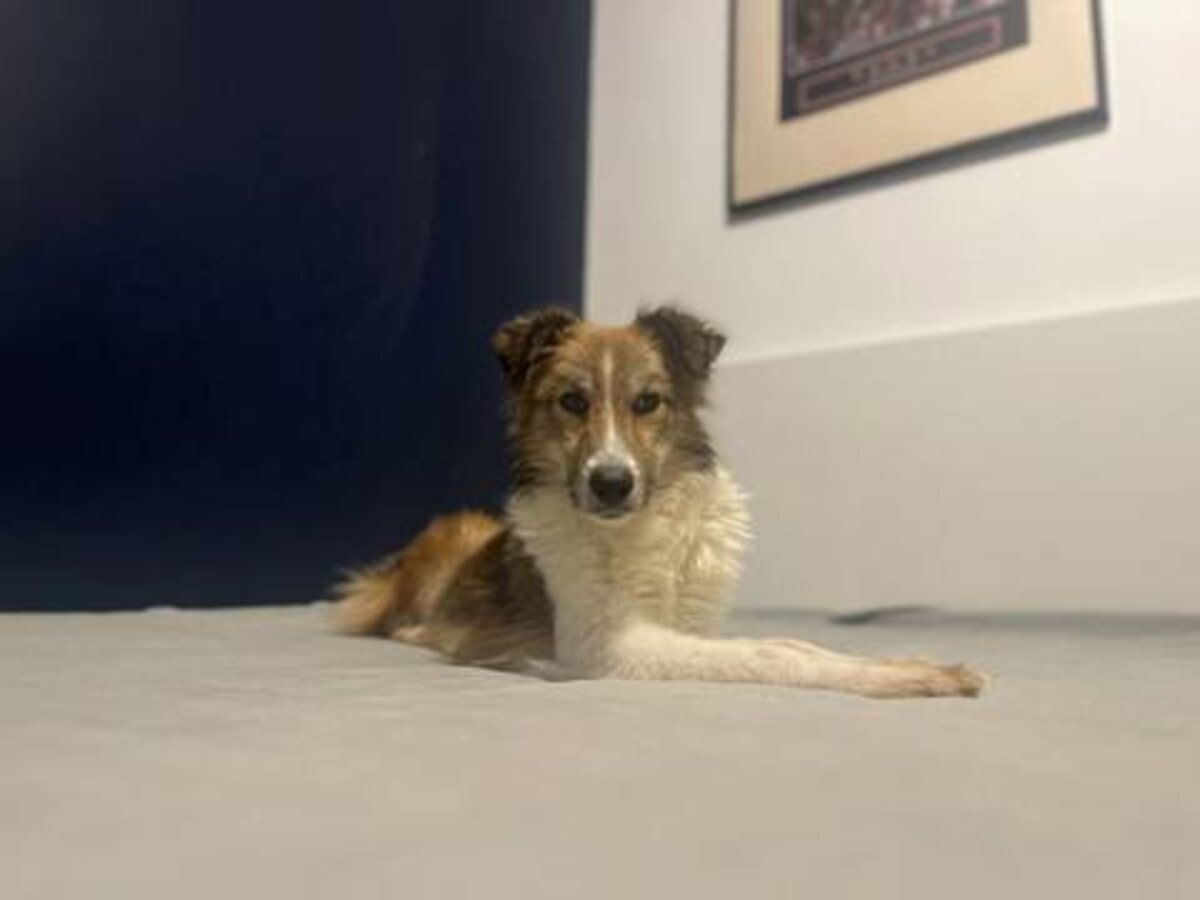 Adoption Terra