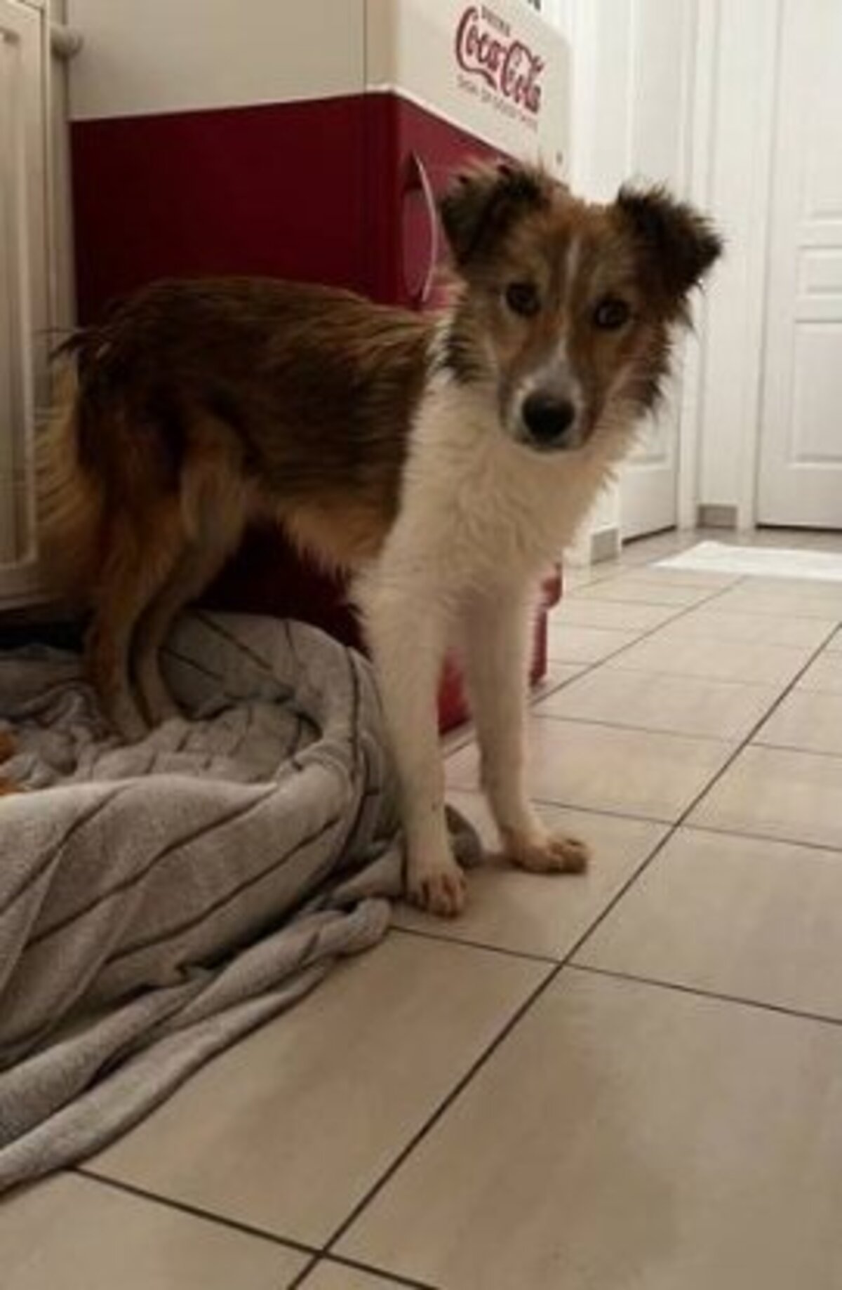 Adoption Terra