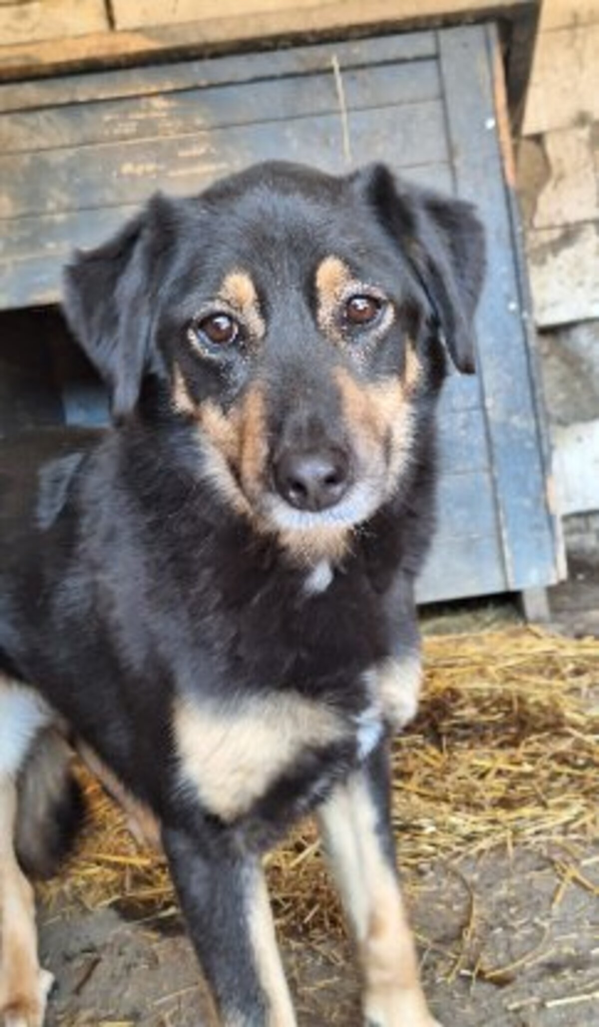 Adoption Texane