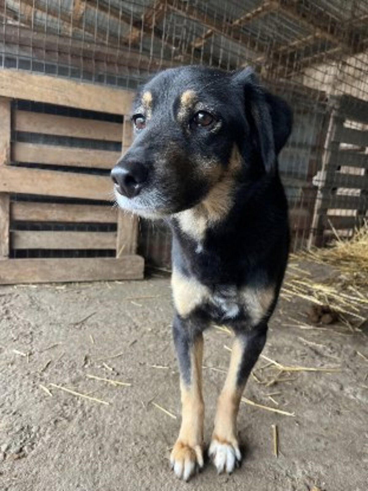 Adoption Texane