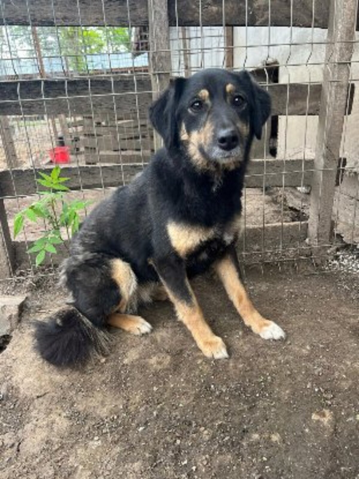 Adoption Texane