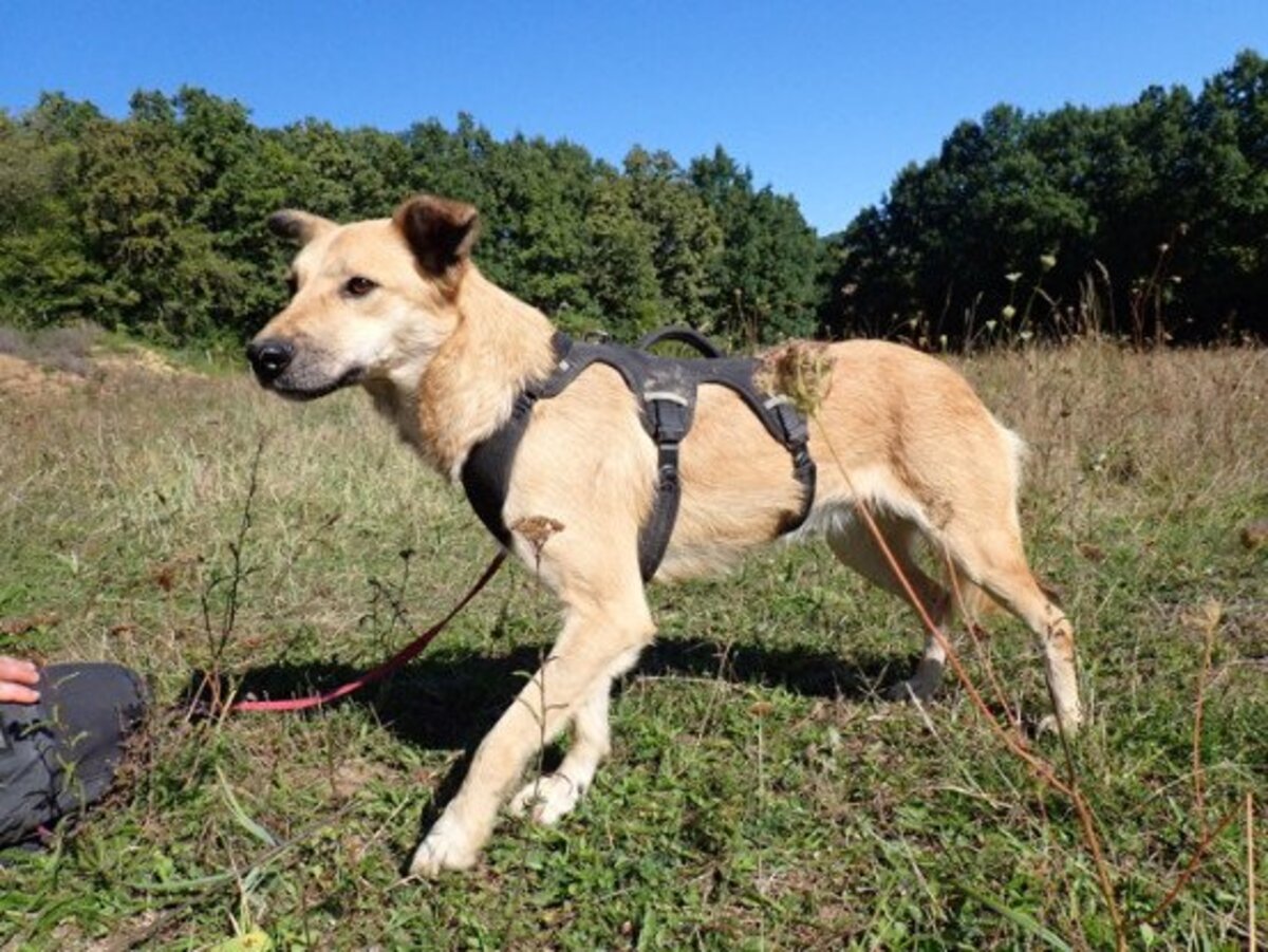 Adoption Thalie