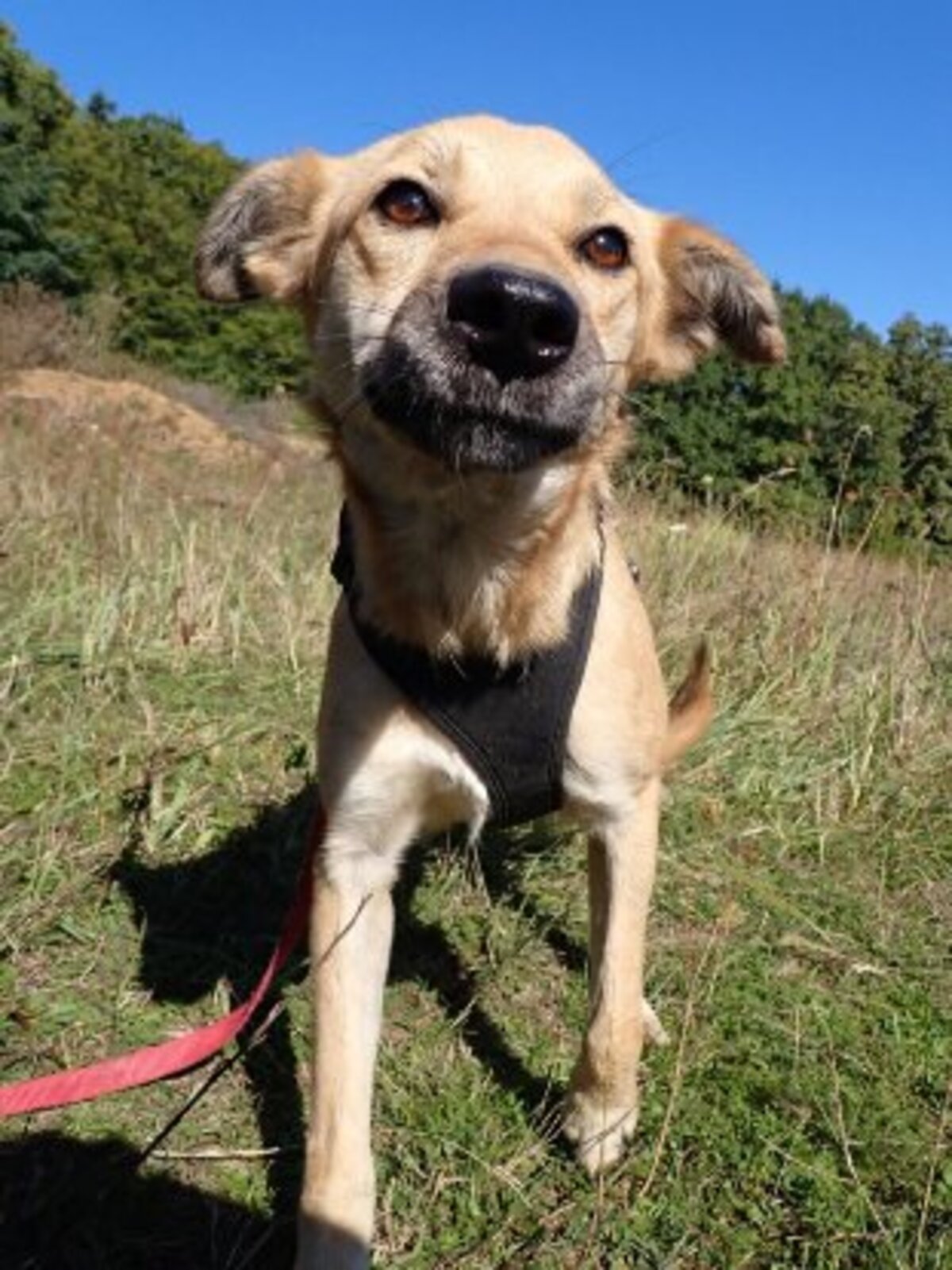 Adoption Thalie