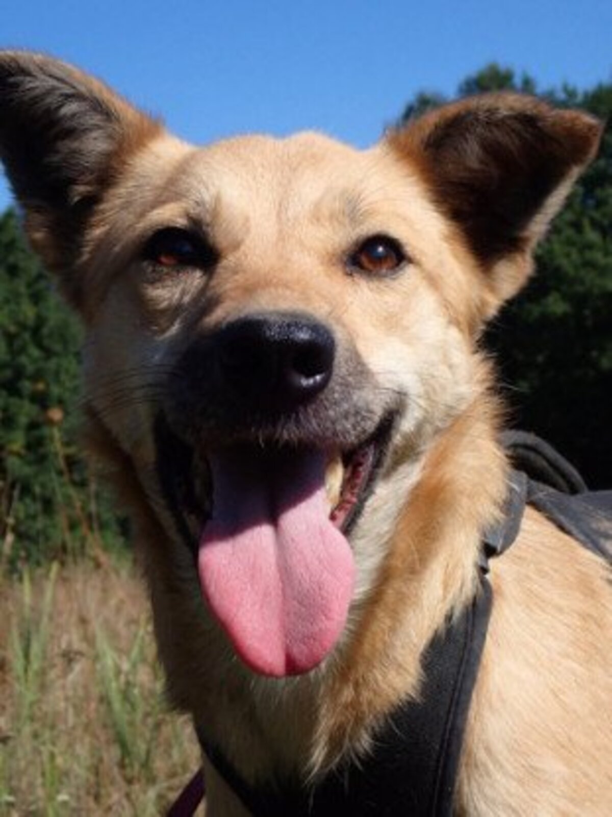 Adoption Thalie