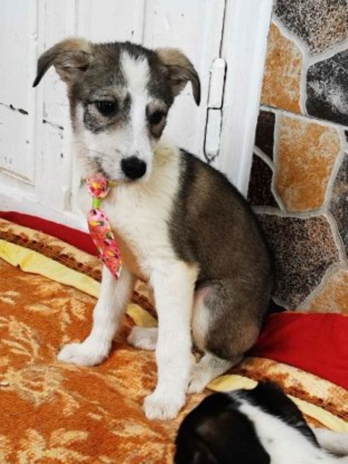 Adoption Theona