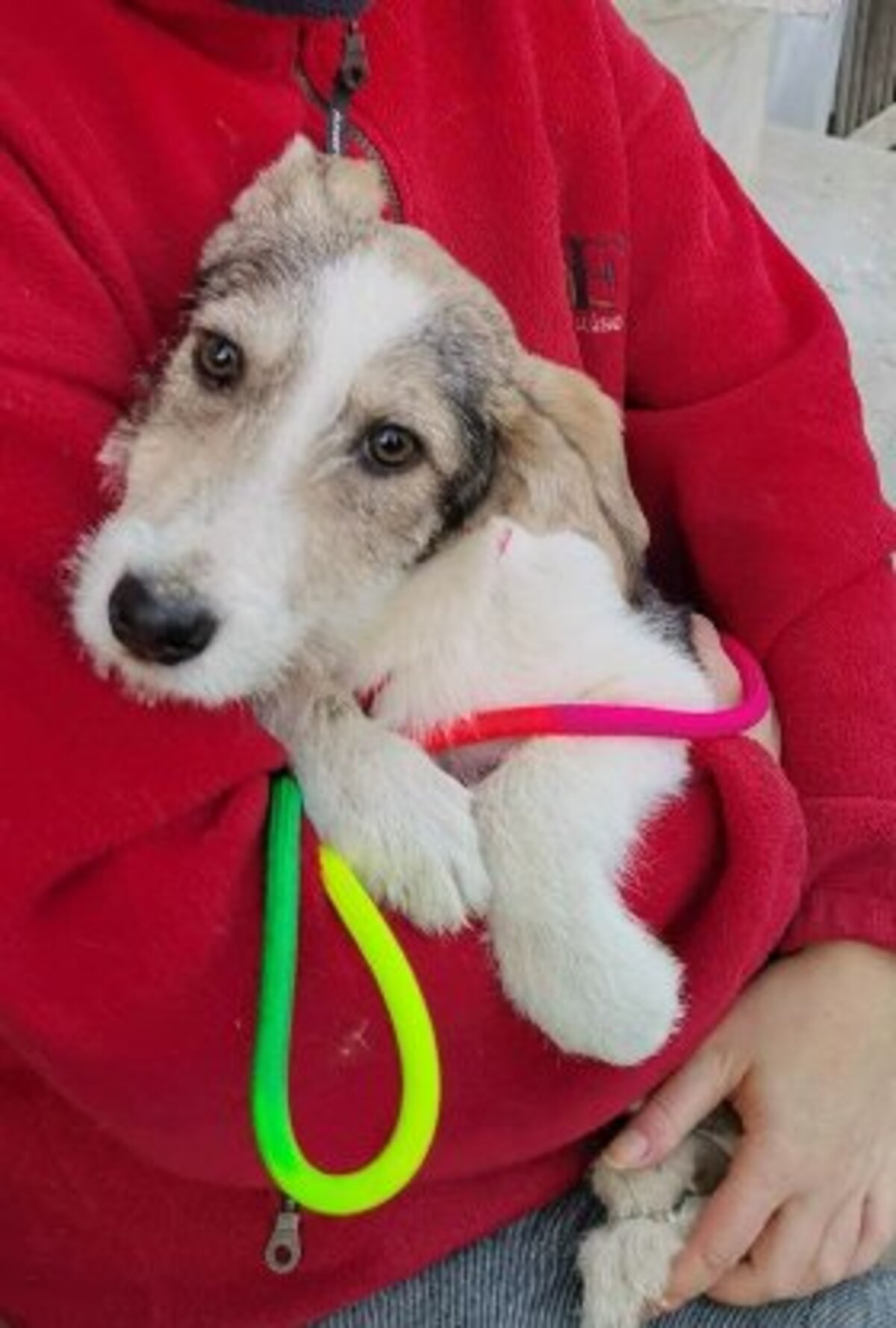 Adoption Theona