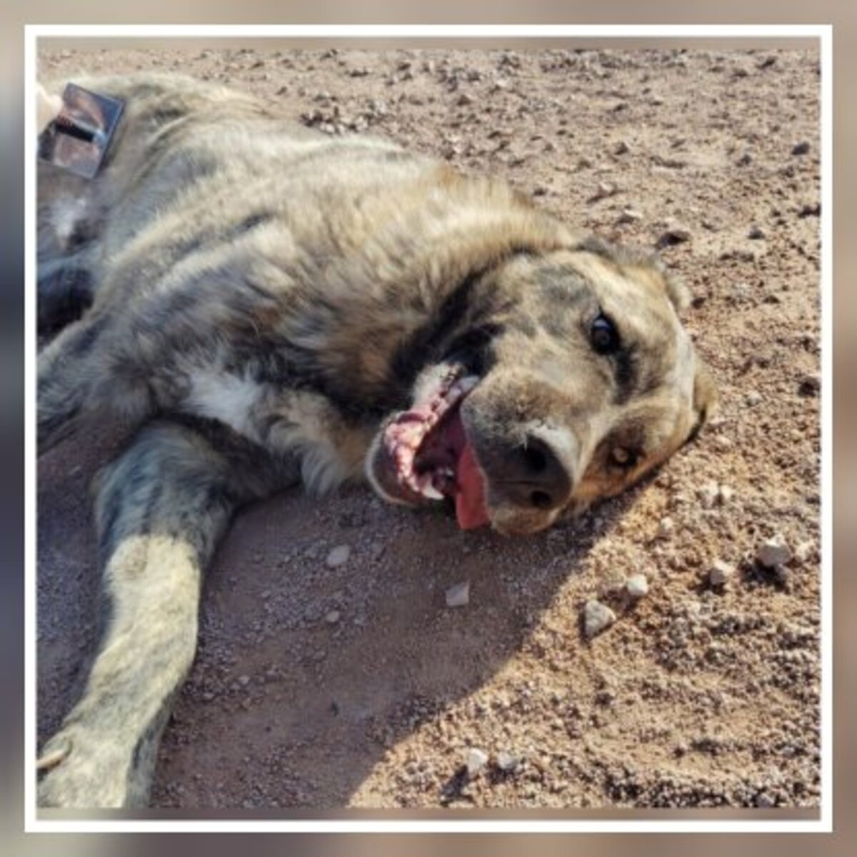 Adoption Thor