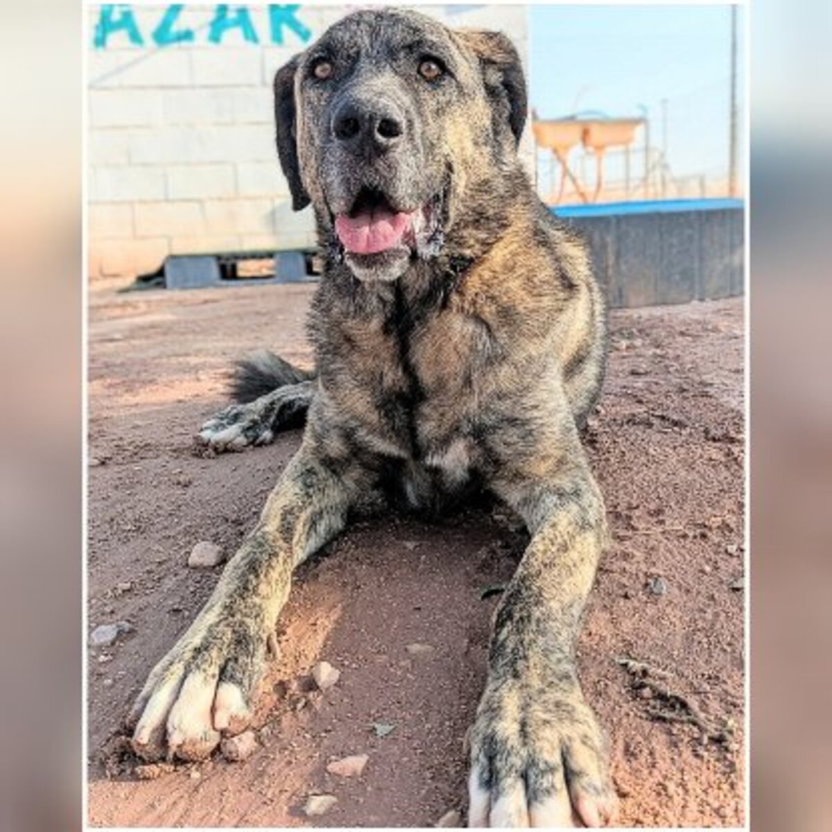 Adoption Thor