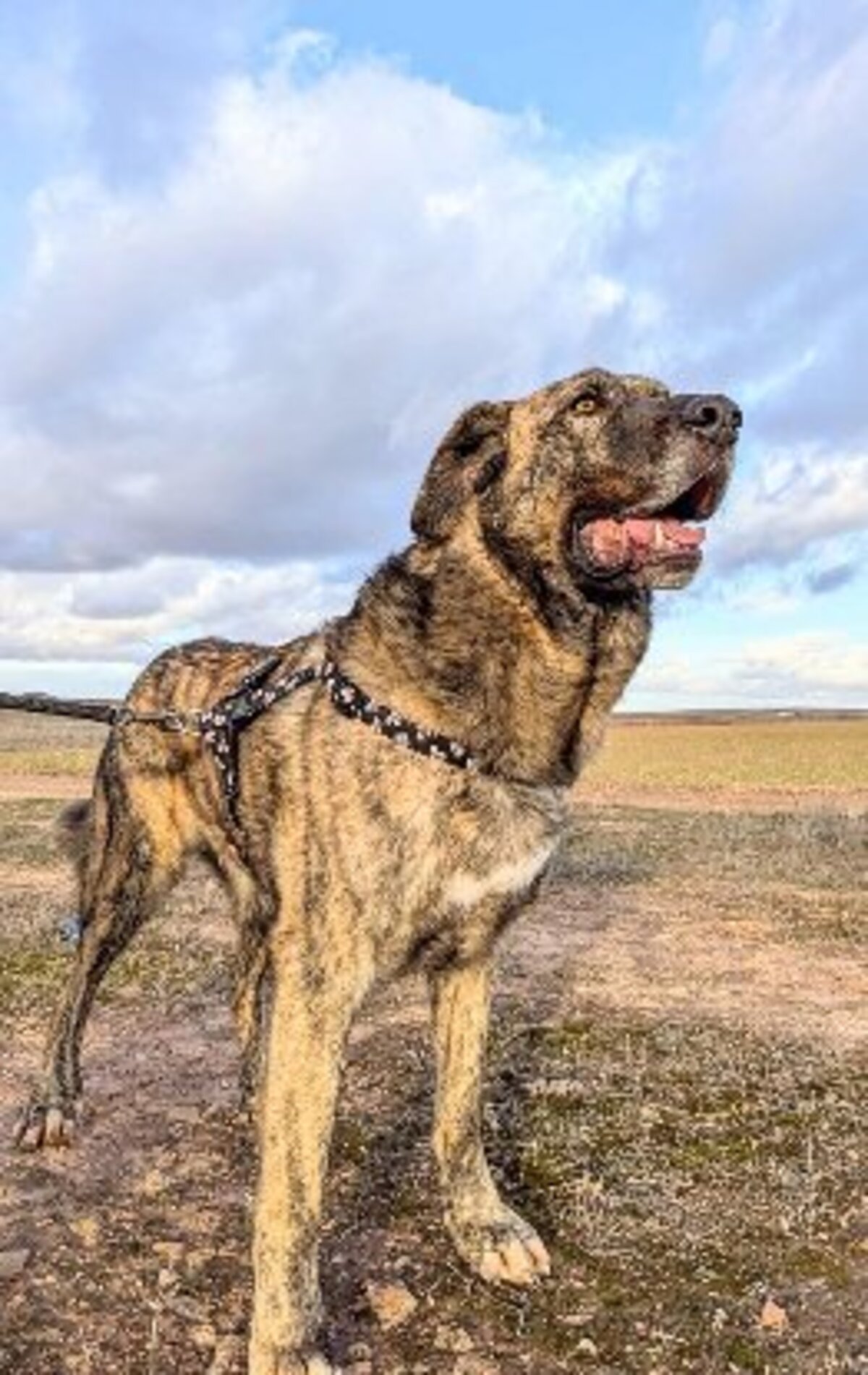 Adoption Thor