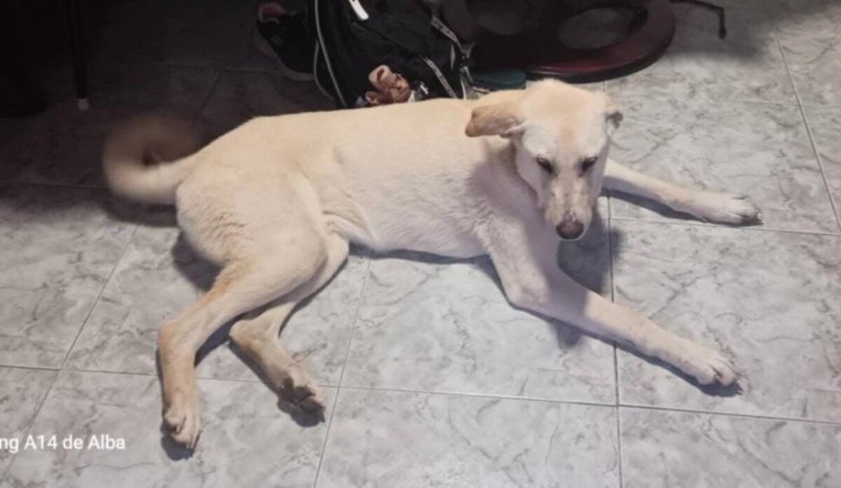 Adoption Thor