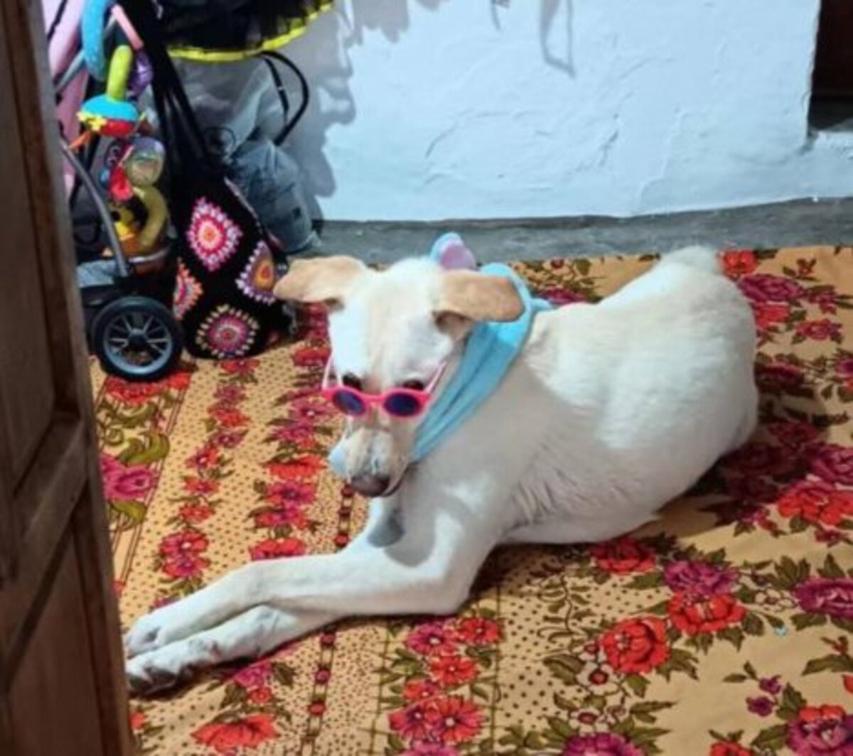 Adoption Thor