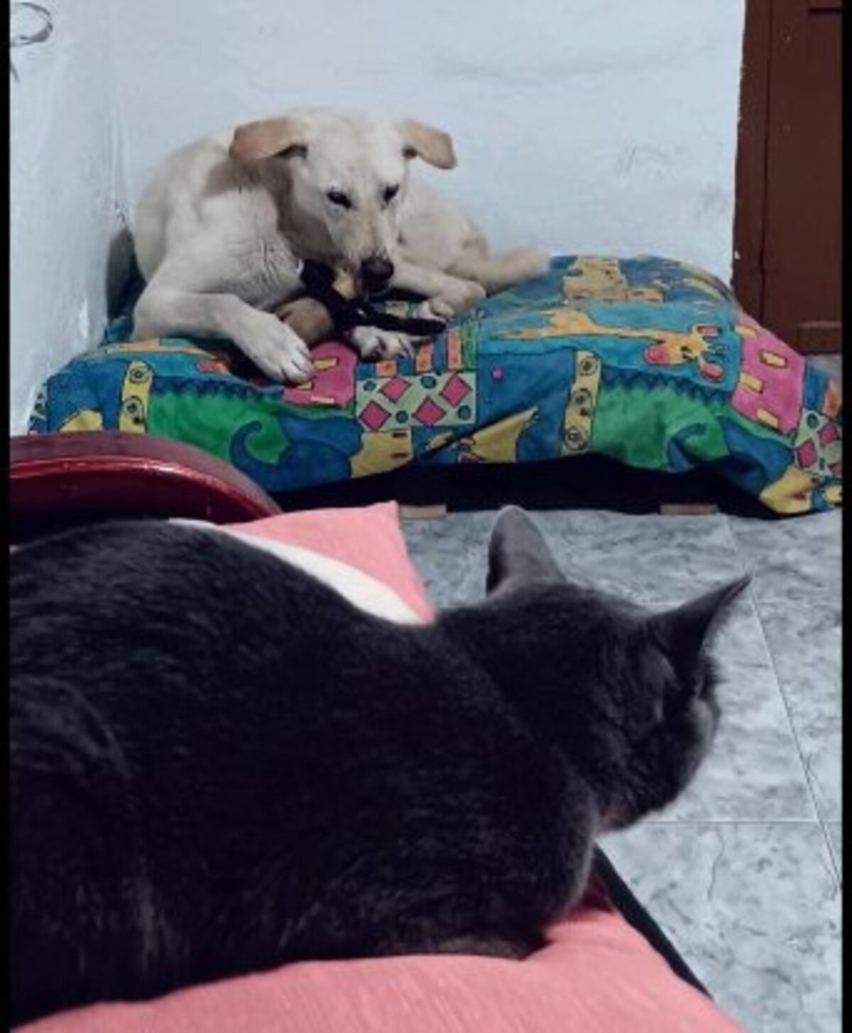 Adoption Thor