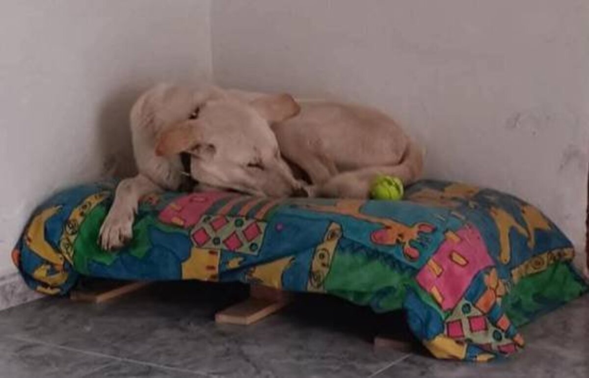 Adoption Thor