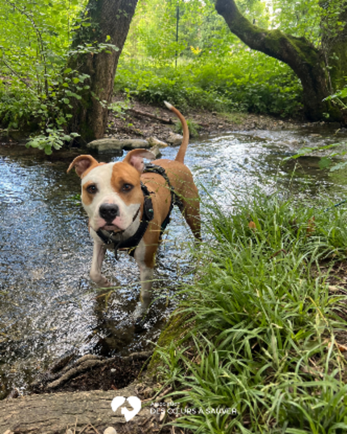 Adoption Thorus