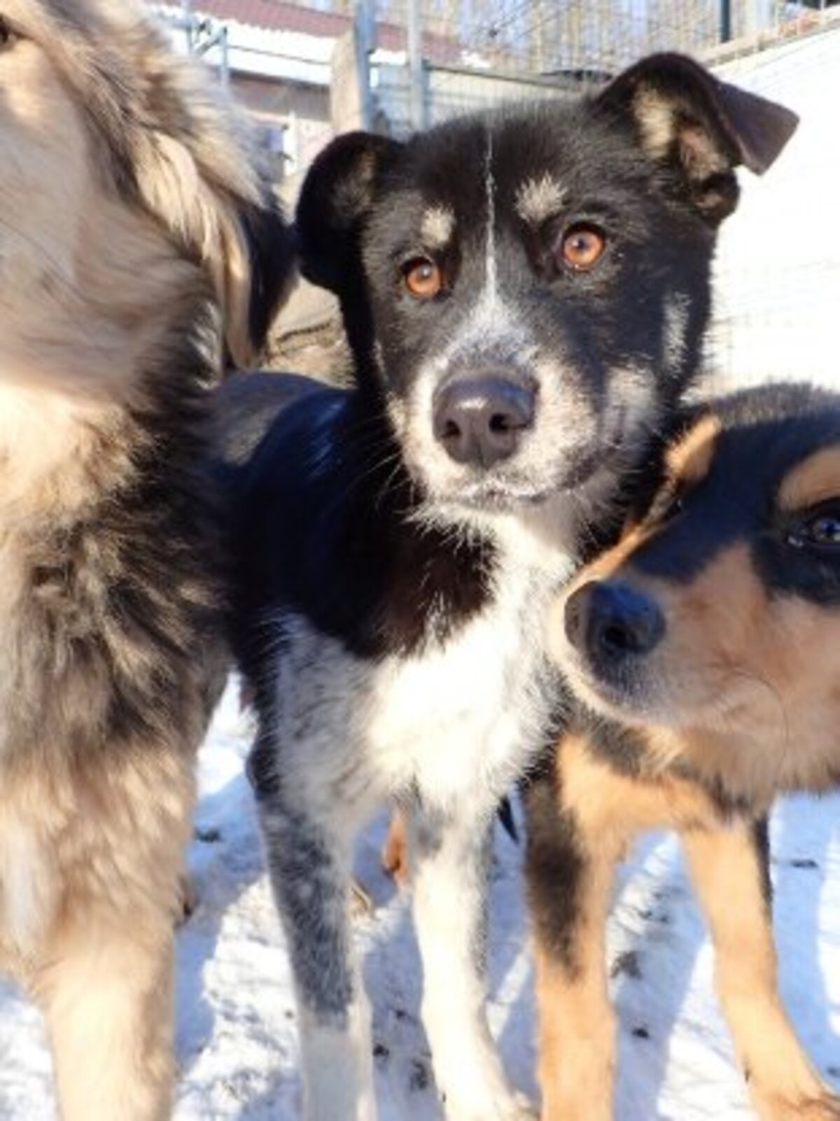 Adoption Tiana