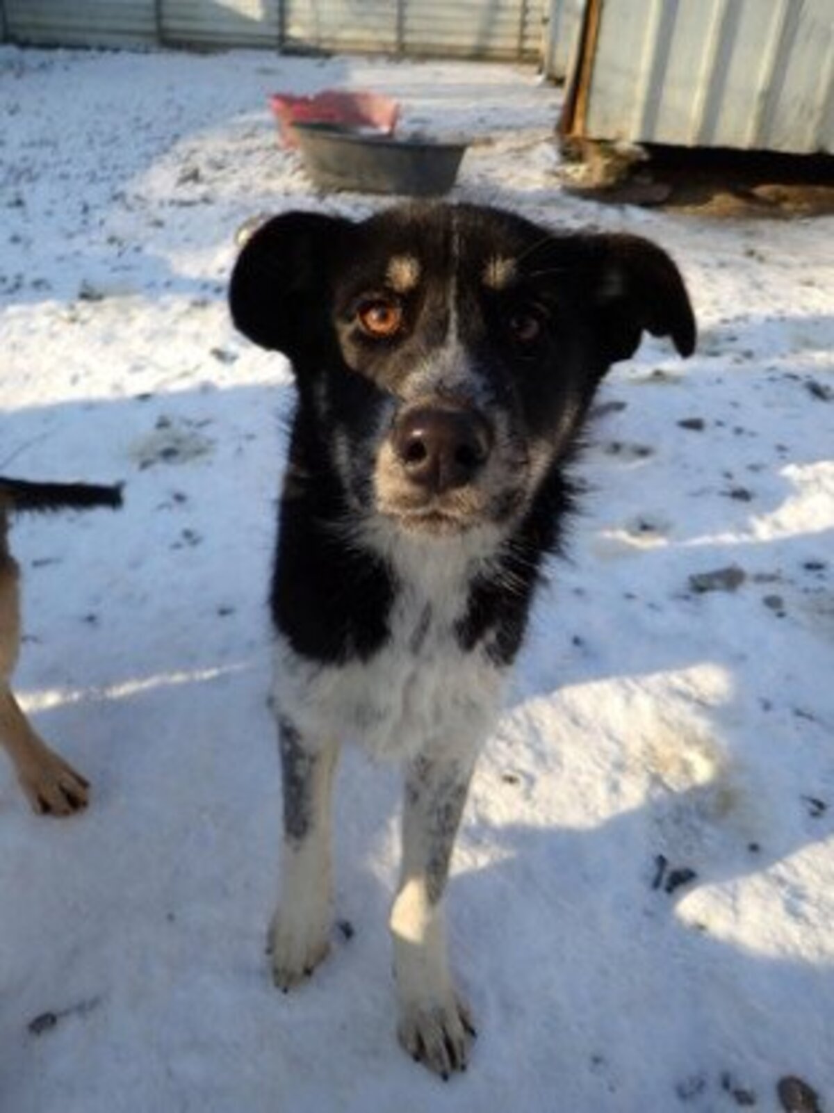 Adoption Tiana