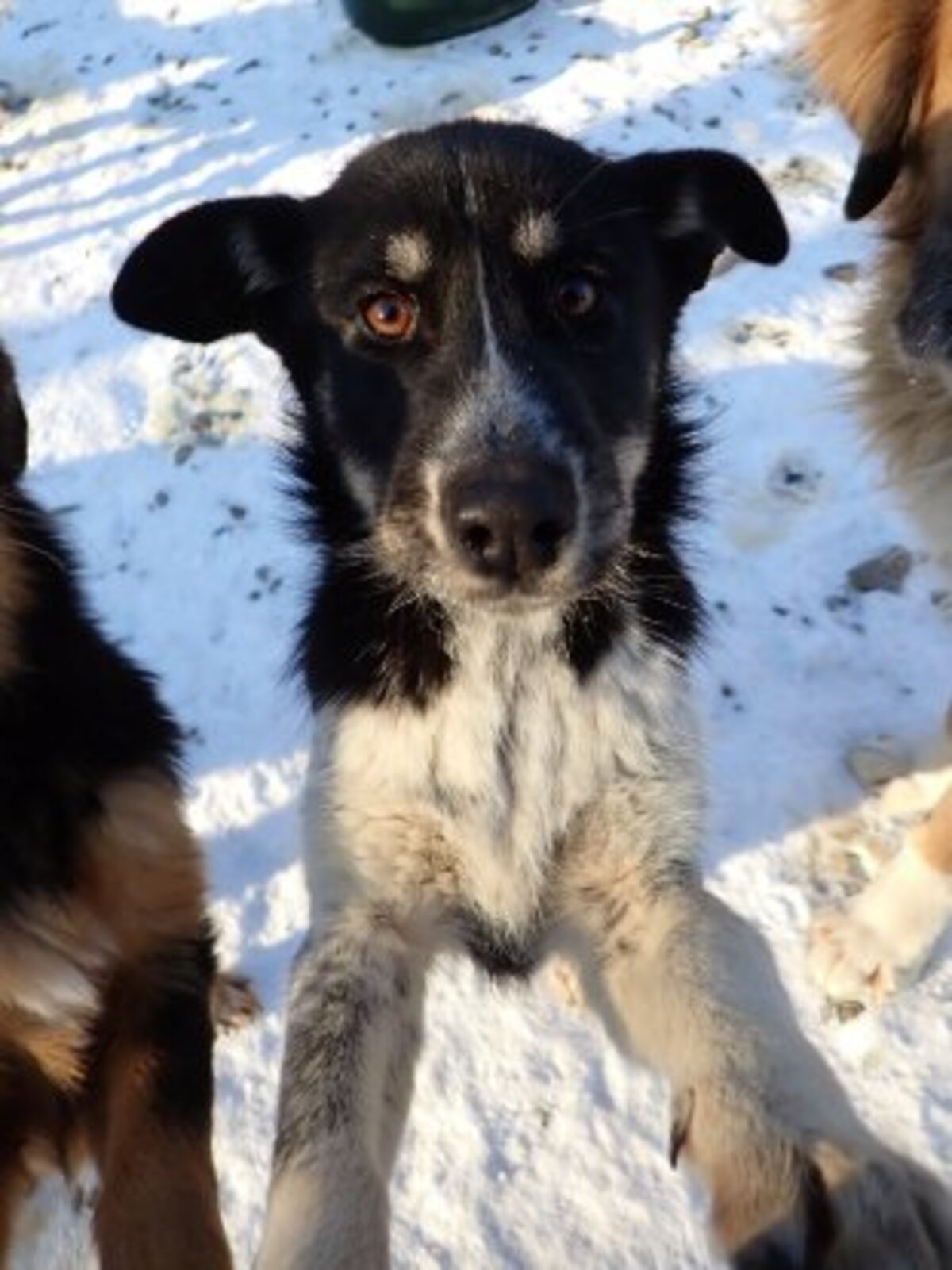 Adoption Tiana