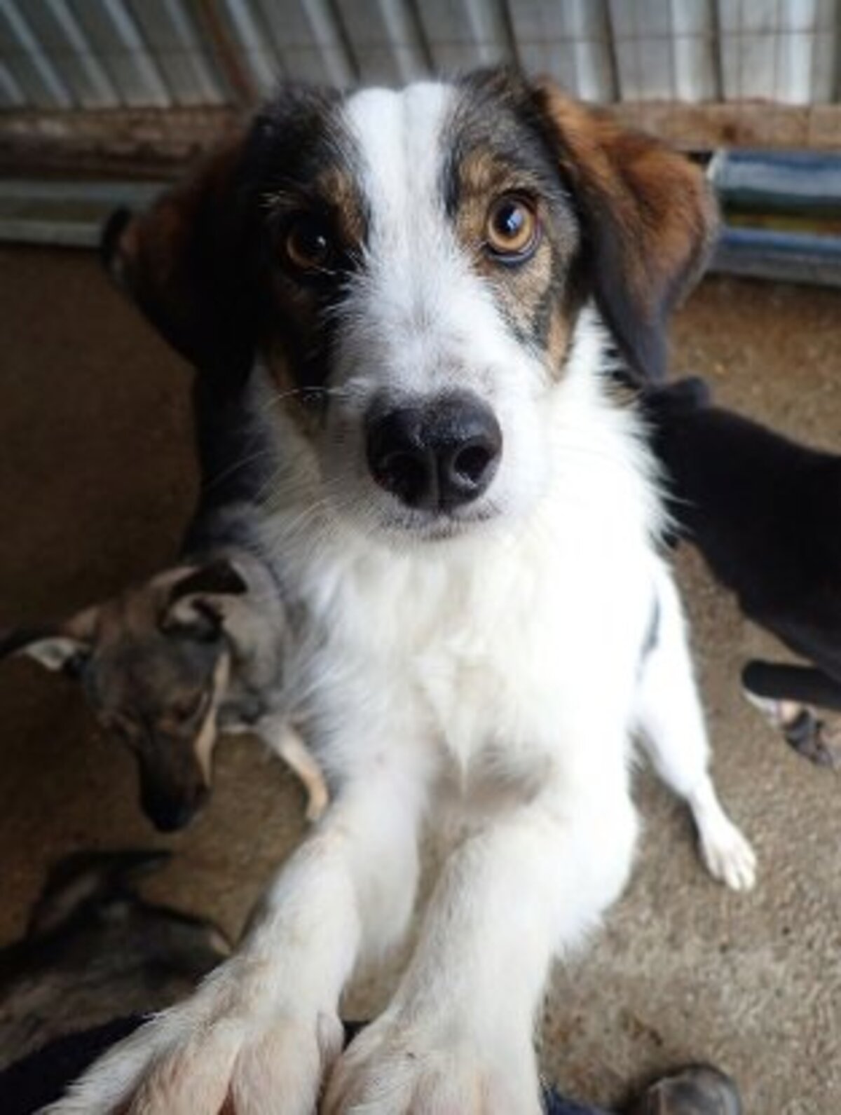 Adoption Tibiscuit