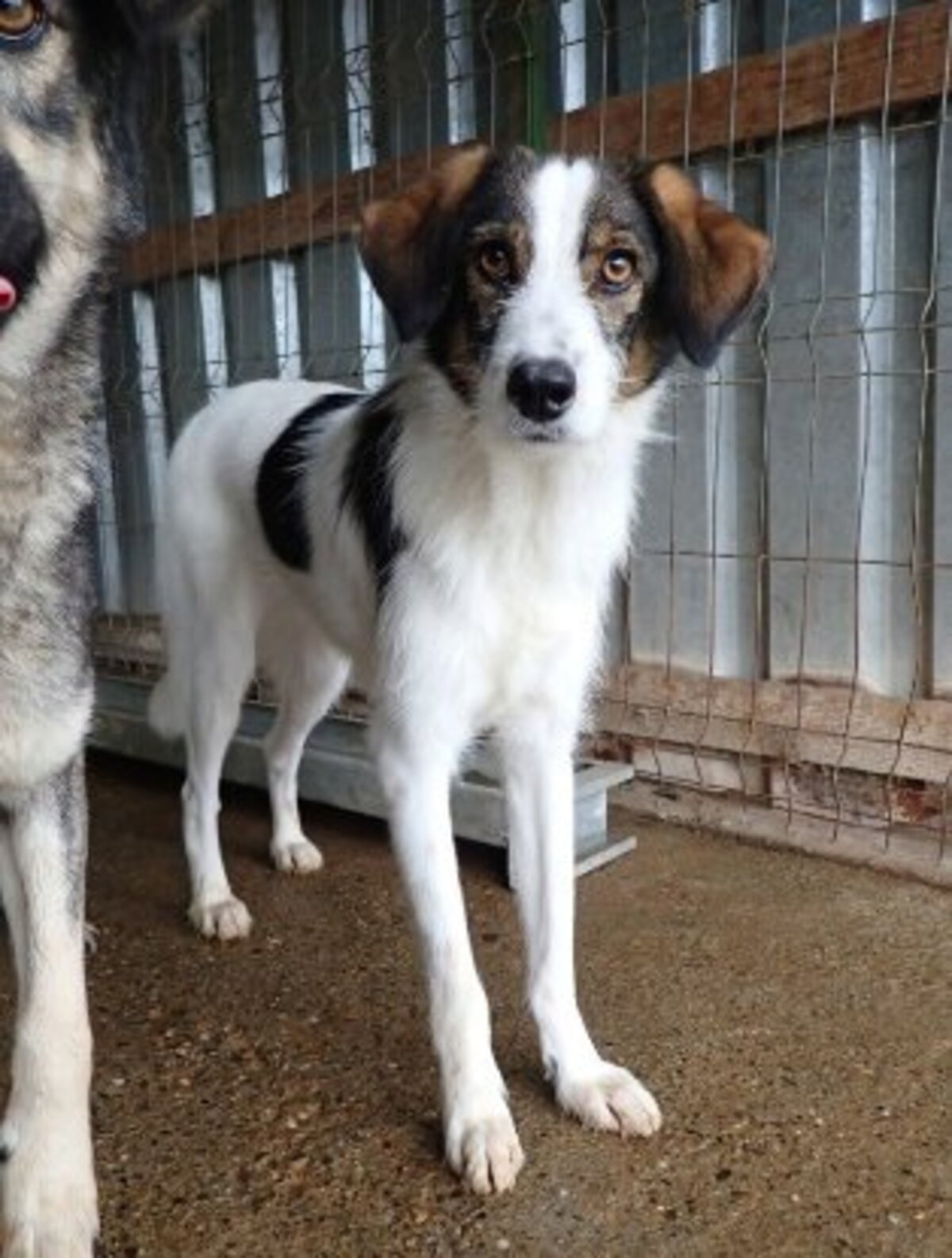 Adoption Tibiscuit