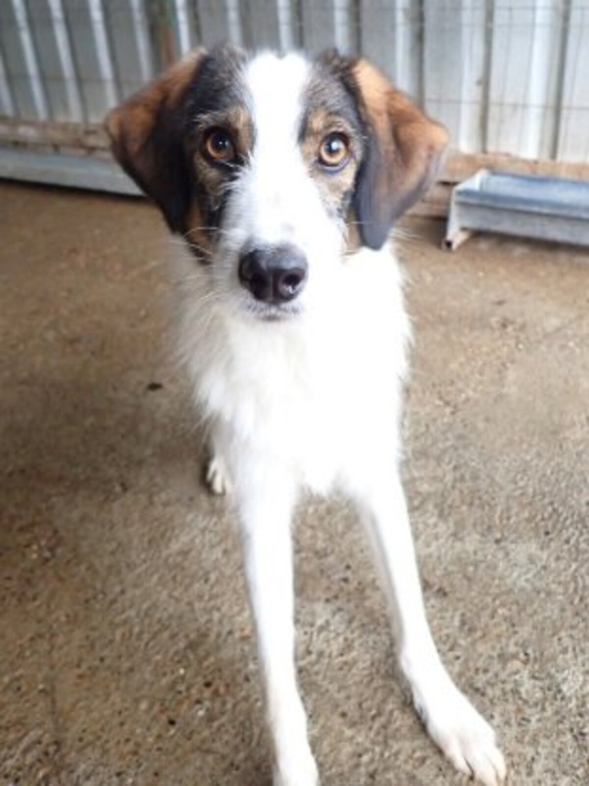 Adoption Tibiscuit