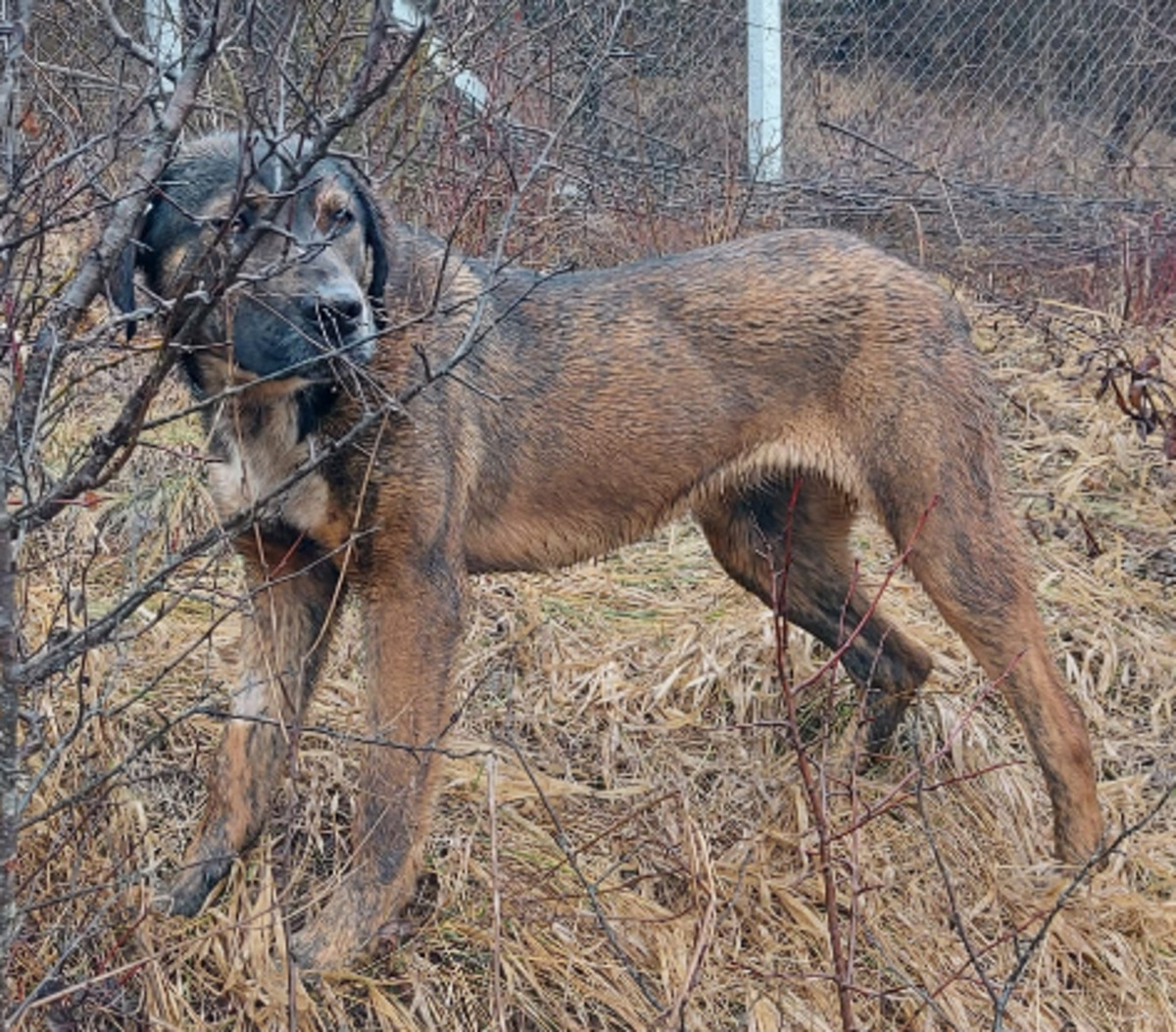Adoption Tiggy