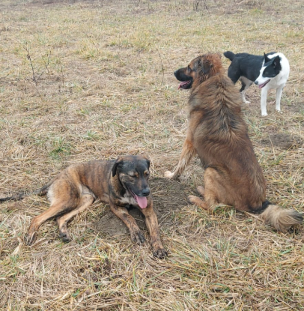 Adoption Tiggy