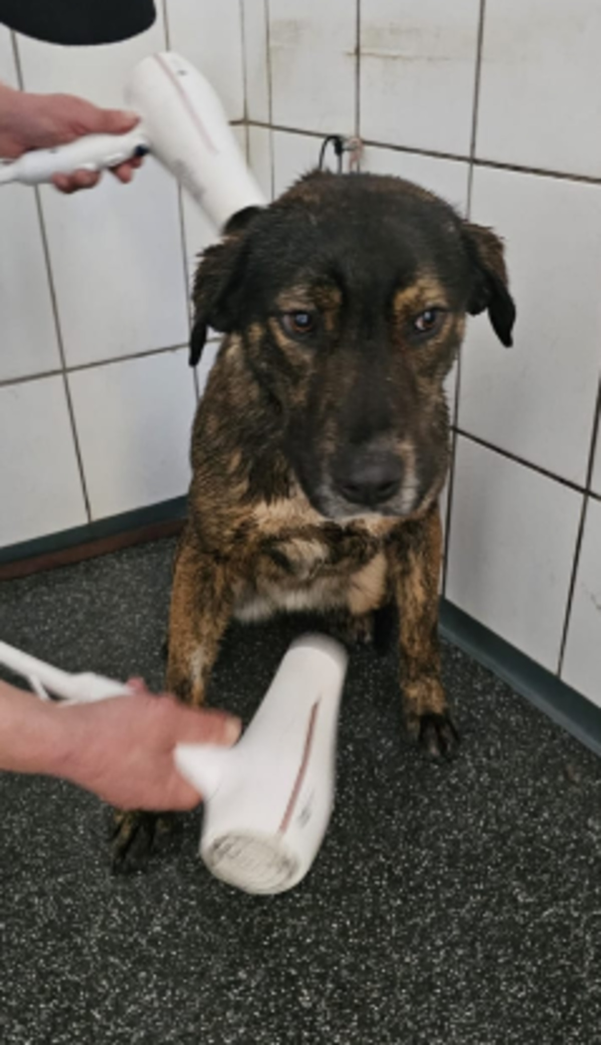Adoption Tiggy