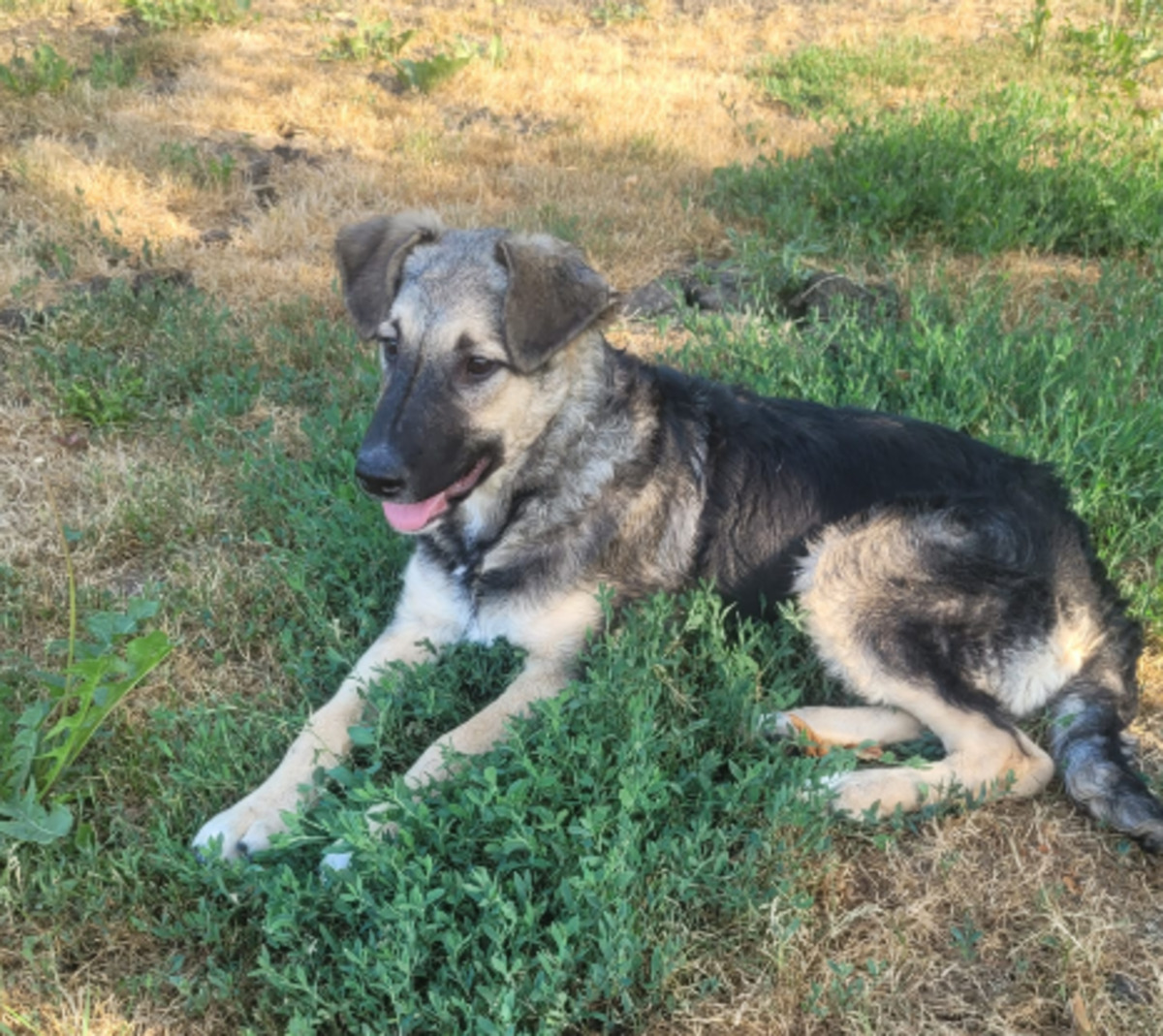 Adoption Tila