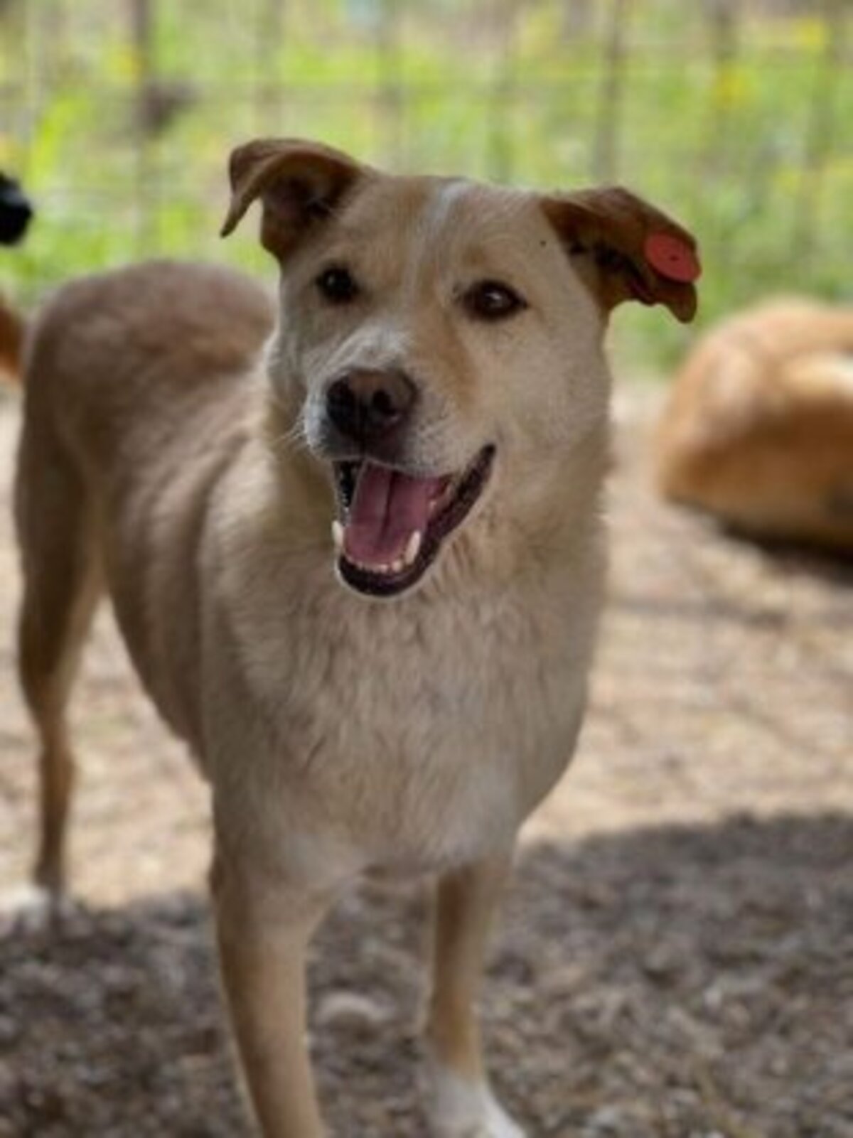 Adoption Timéo