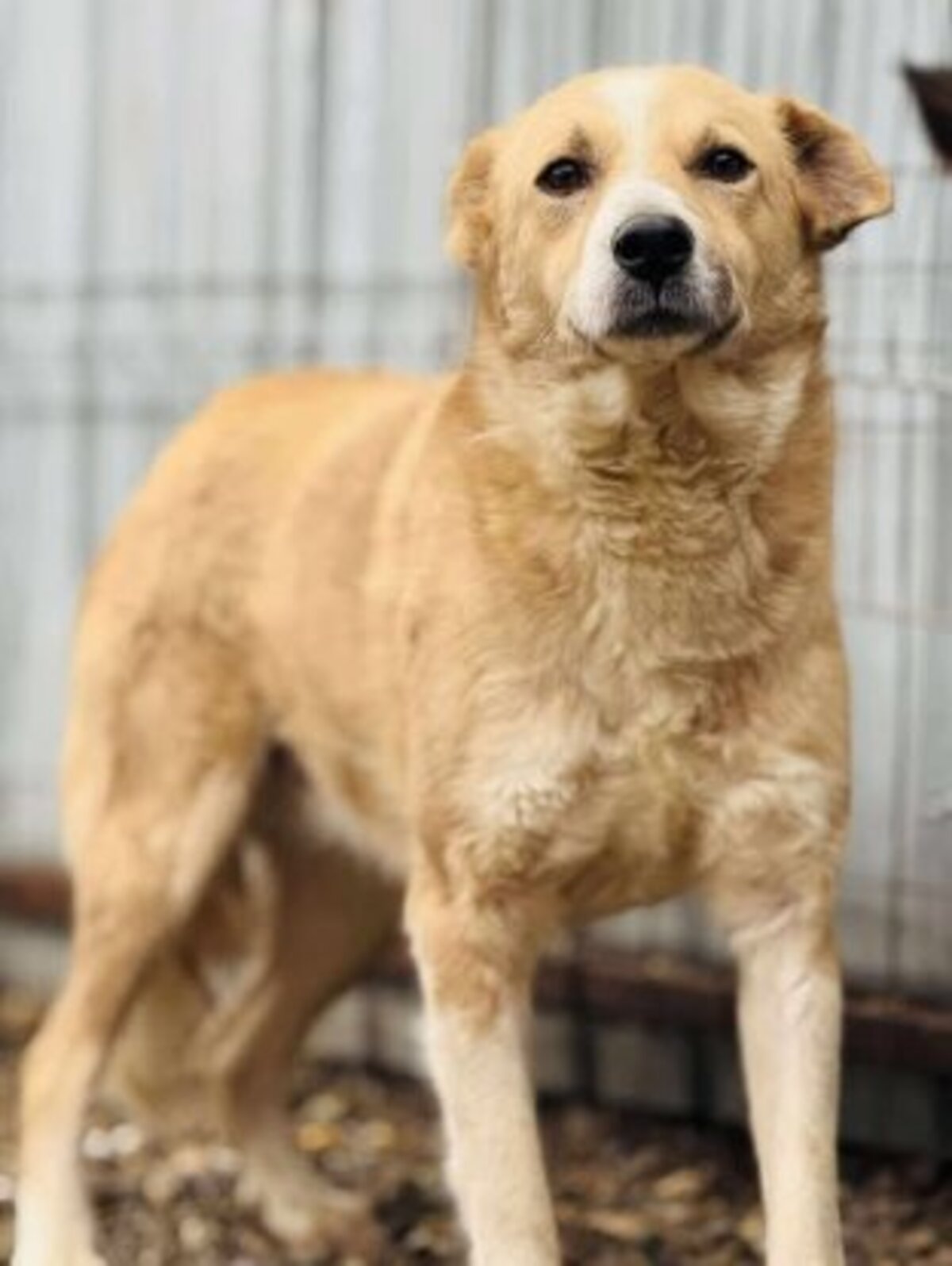 Adoption Timéo