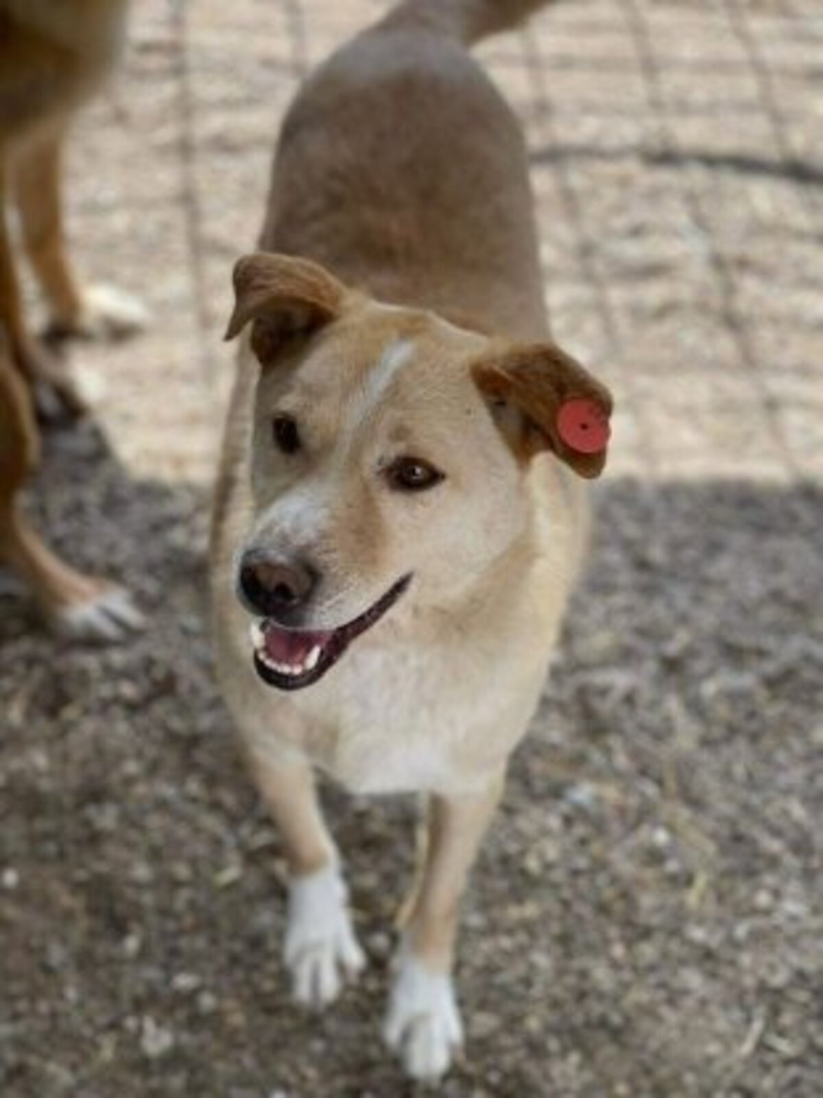 Adoption Timéo