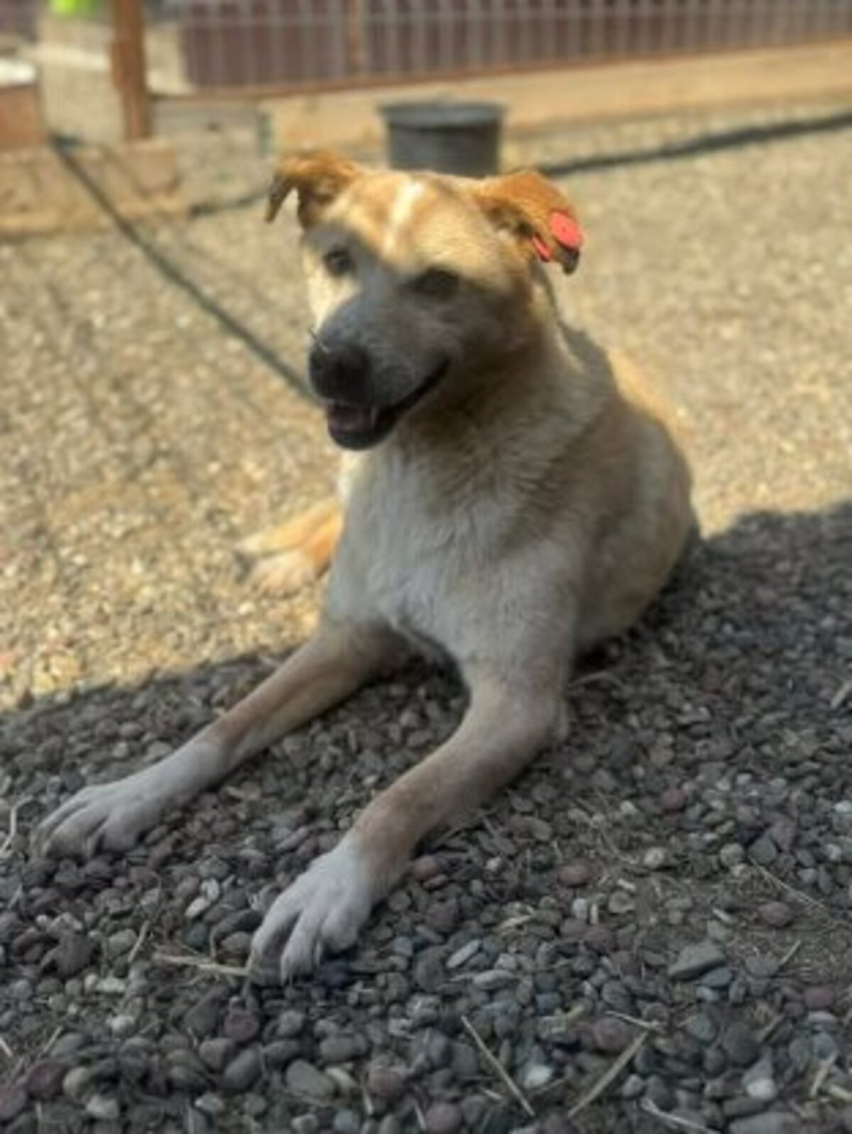 Adoption Timéo