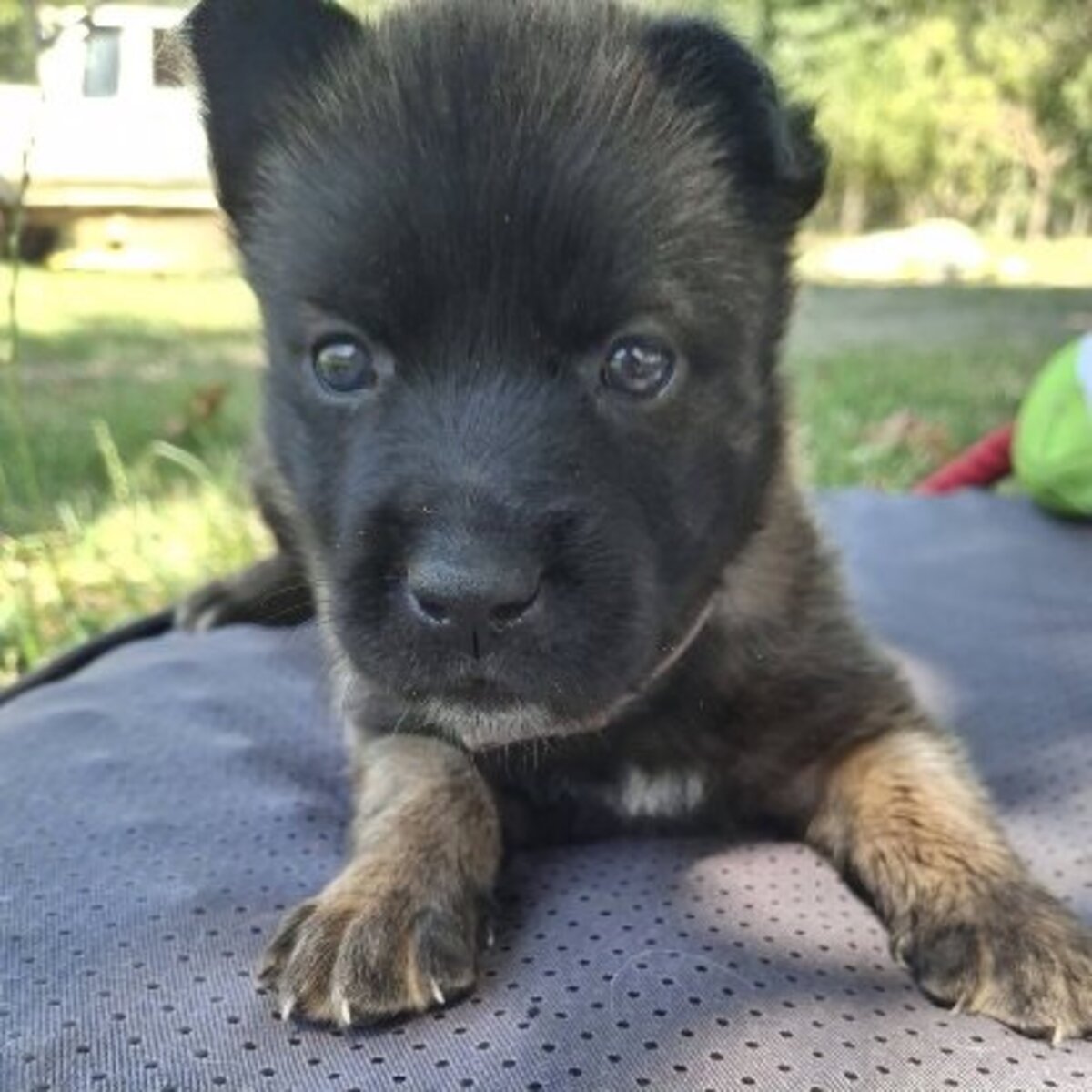 Adoption Timide